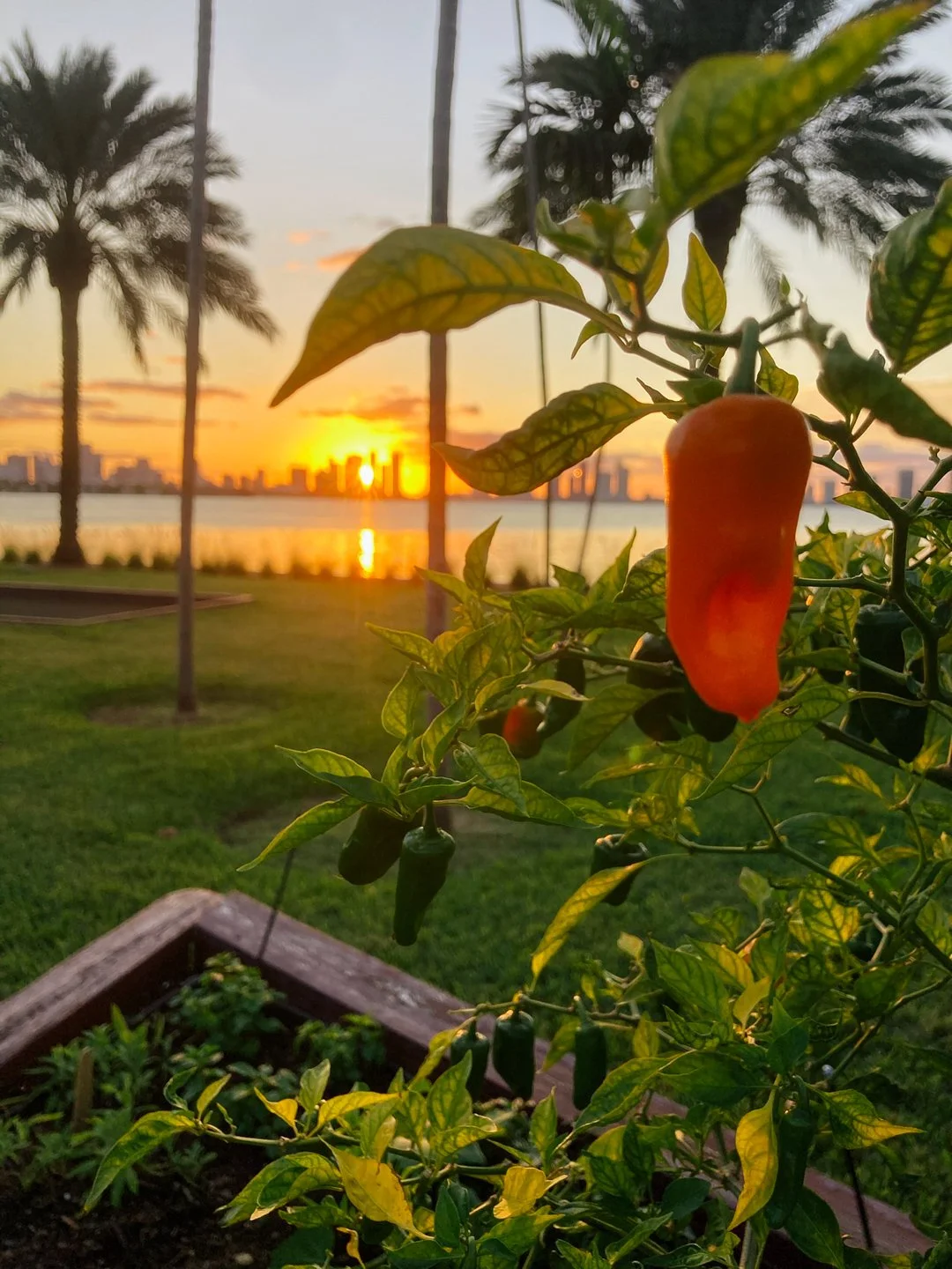 datil pepper miami garden south beach.jpg