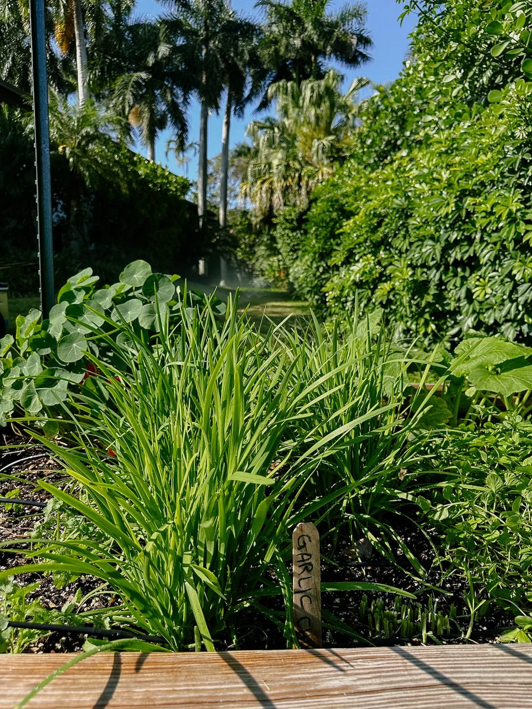 kitchen garden garlic chives.jpg