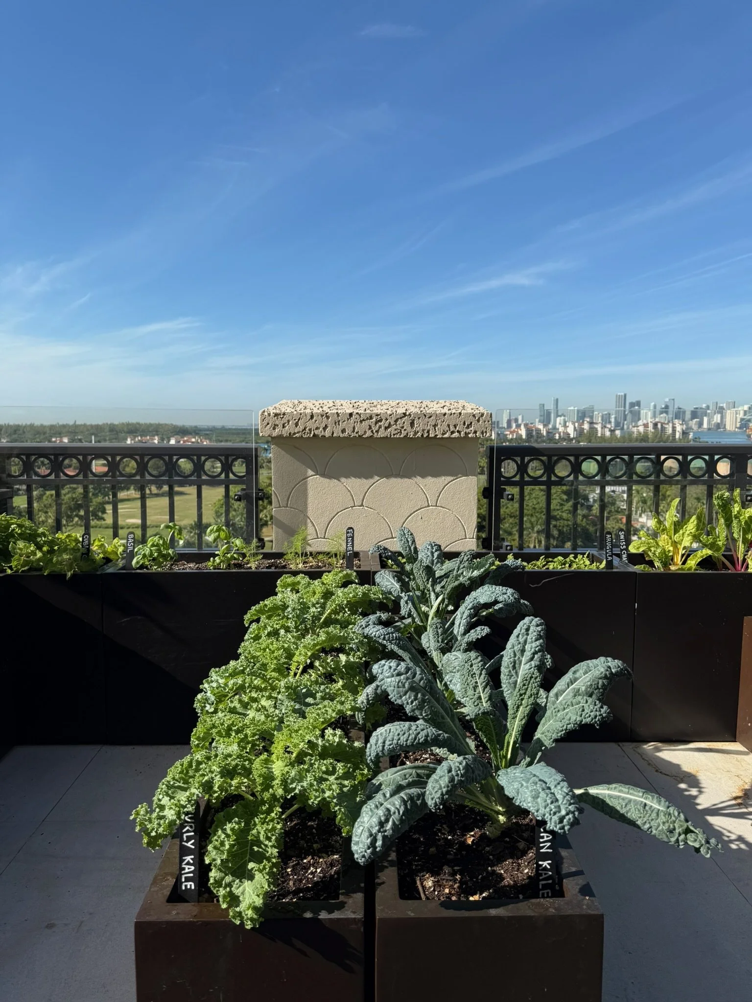 Dinosaur kale and curly kale growing in planters on the Fisher Island rooftop, with the Miami skyline in the distance
