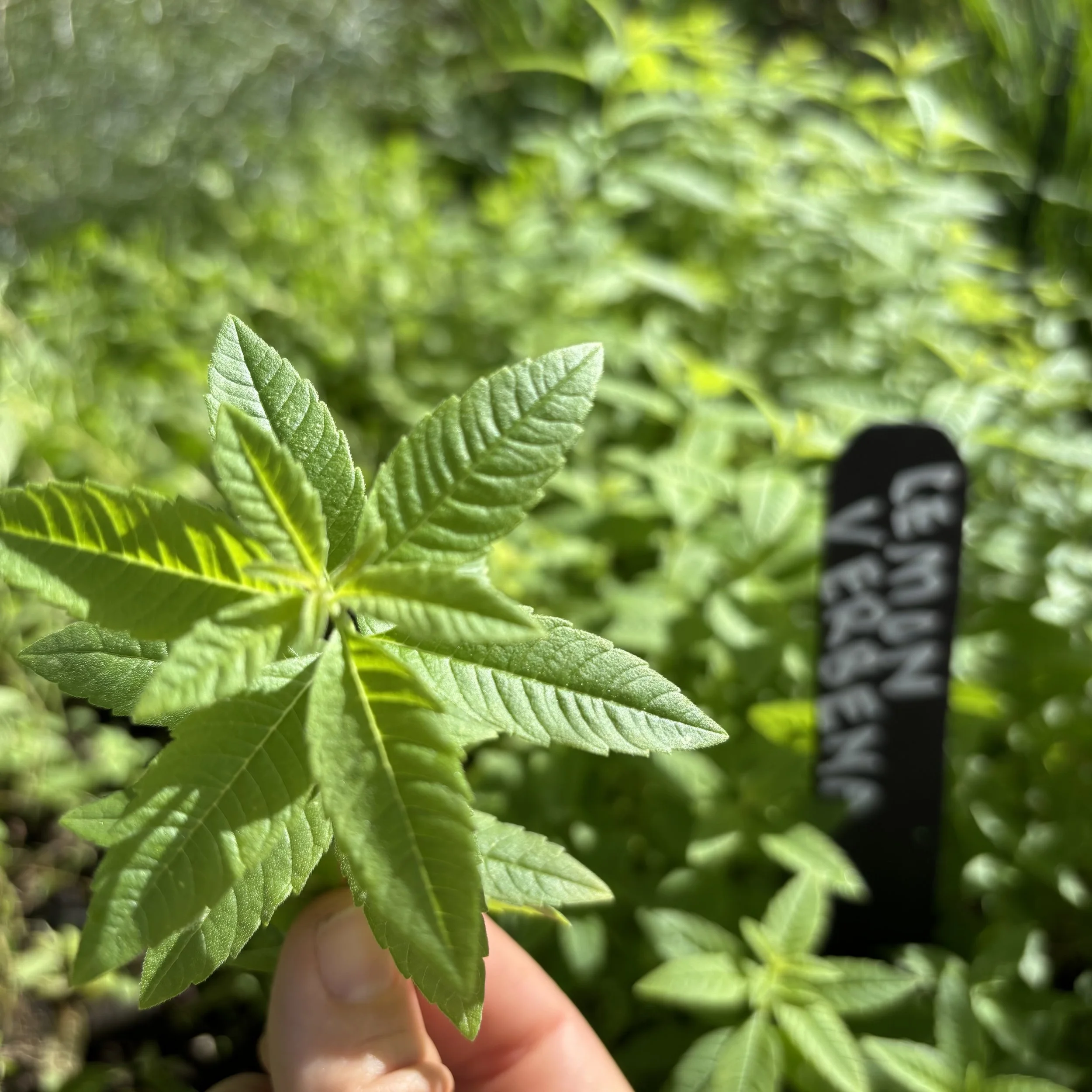 Lemon Verbena