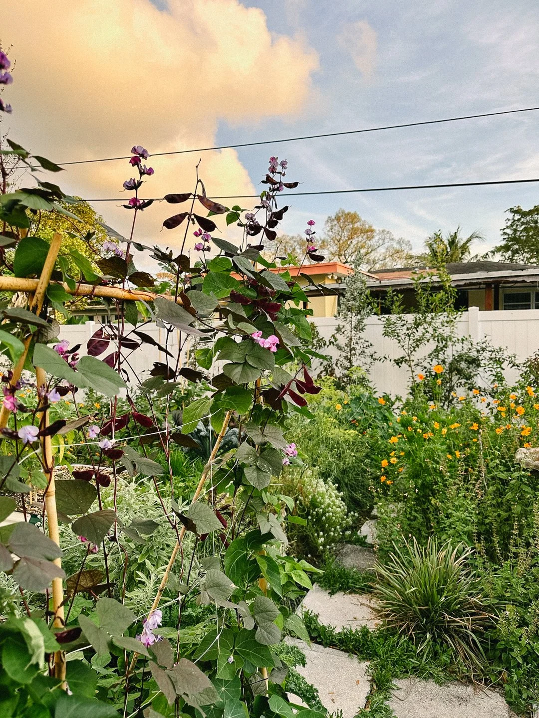 growing food in your backyard miami.jpg