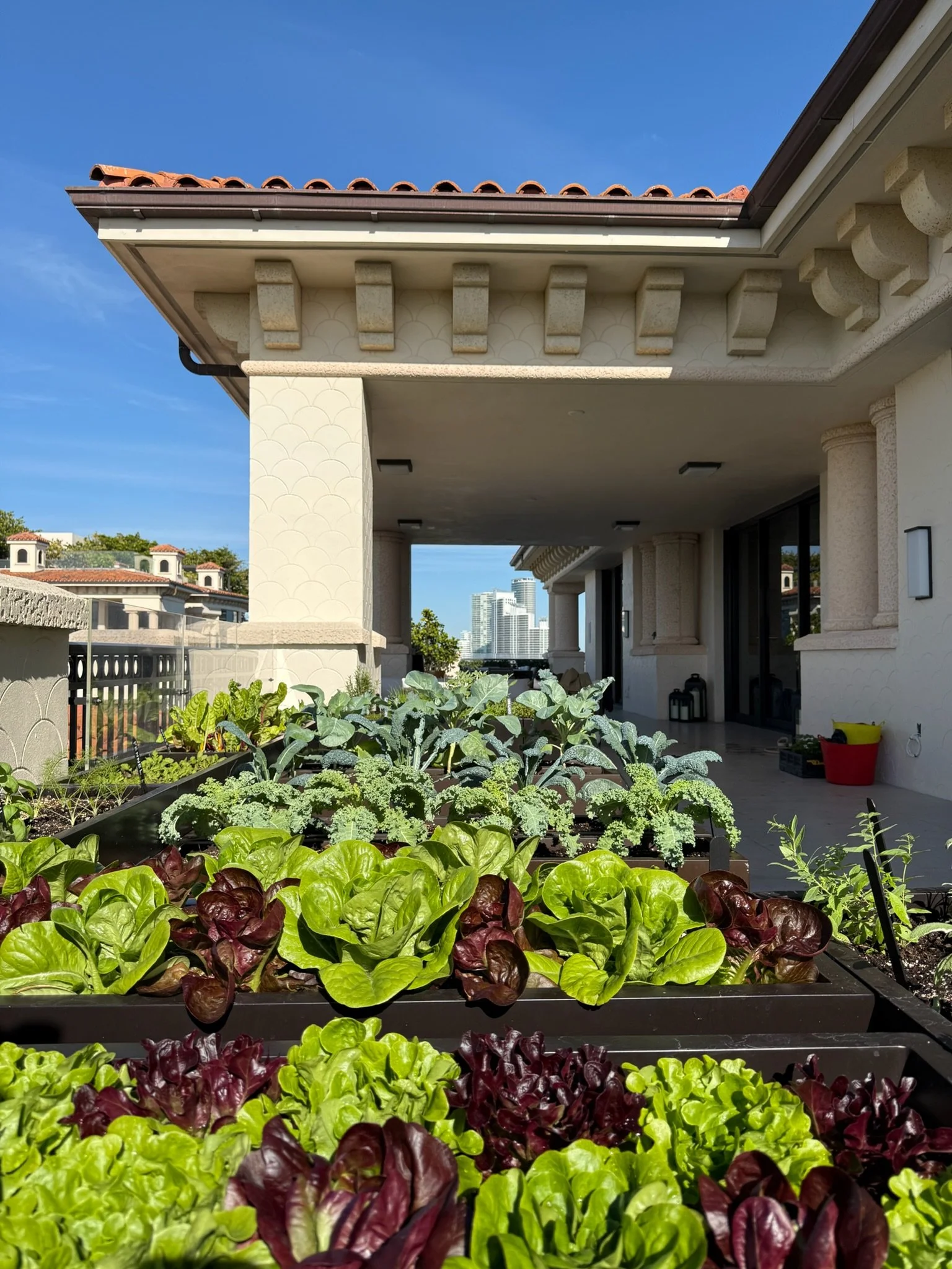 Rows of red and green gem lettuces and kale filling the planters of the mature Fisher Island rooftop kitchen garden