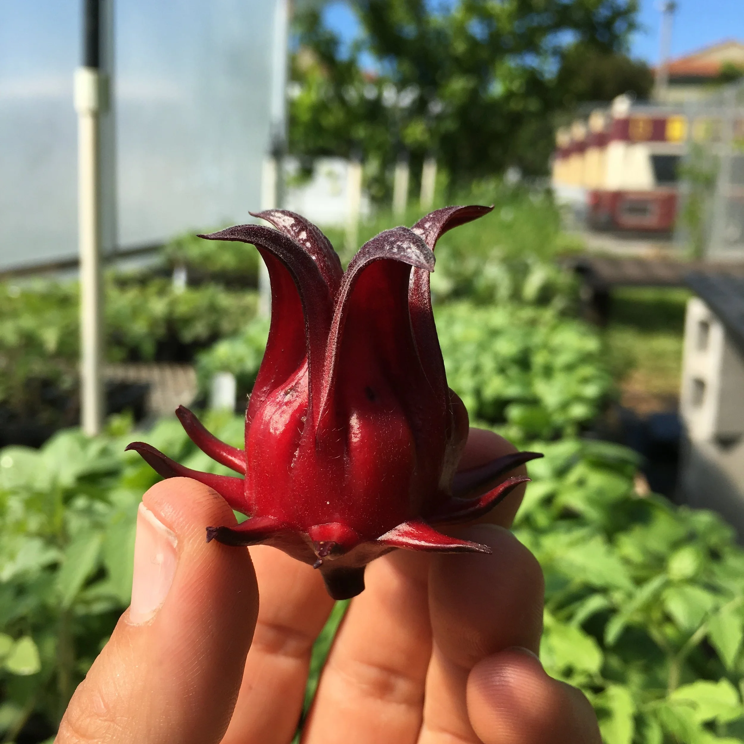 Roselle