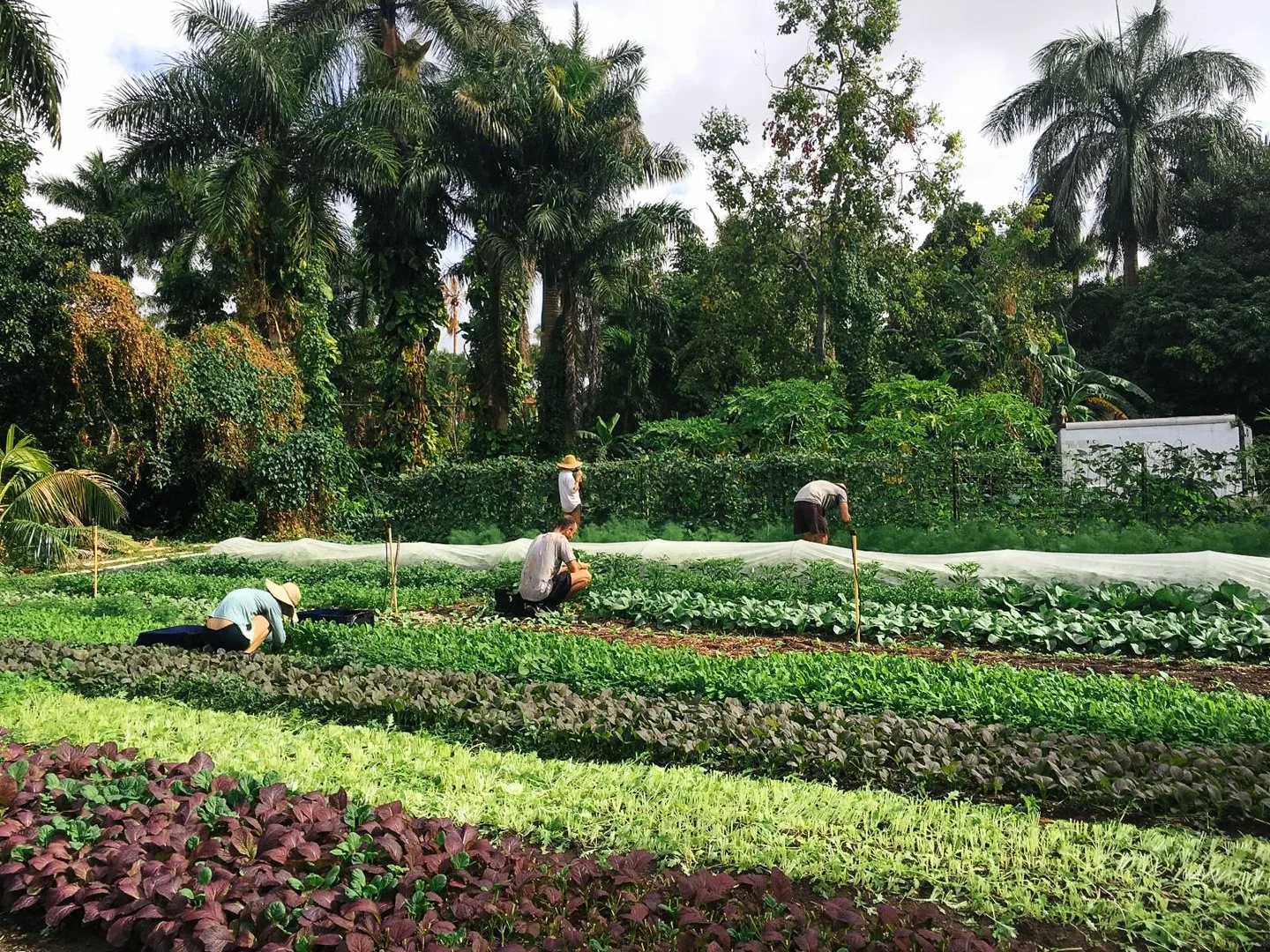 tropical urban farm north miami little river cooperative 01.jpg