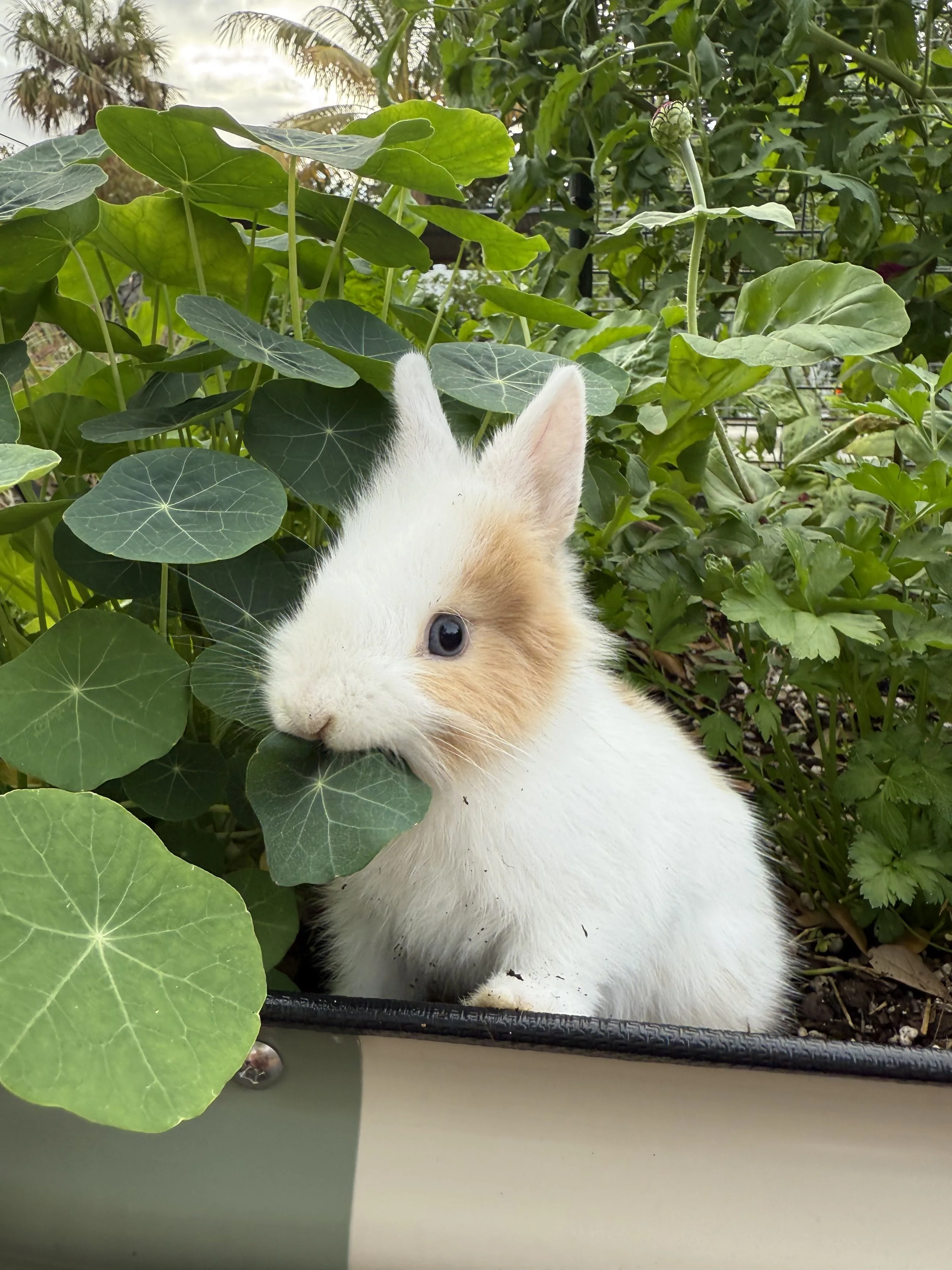 garden-design-kitchen-garden-miami-family-friendly-bunny.jpg