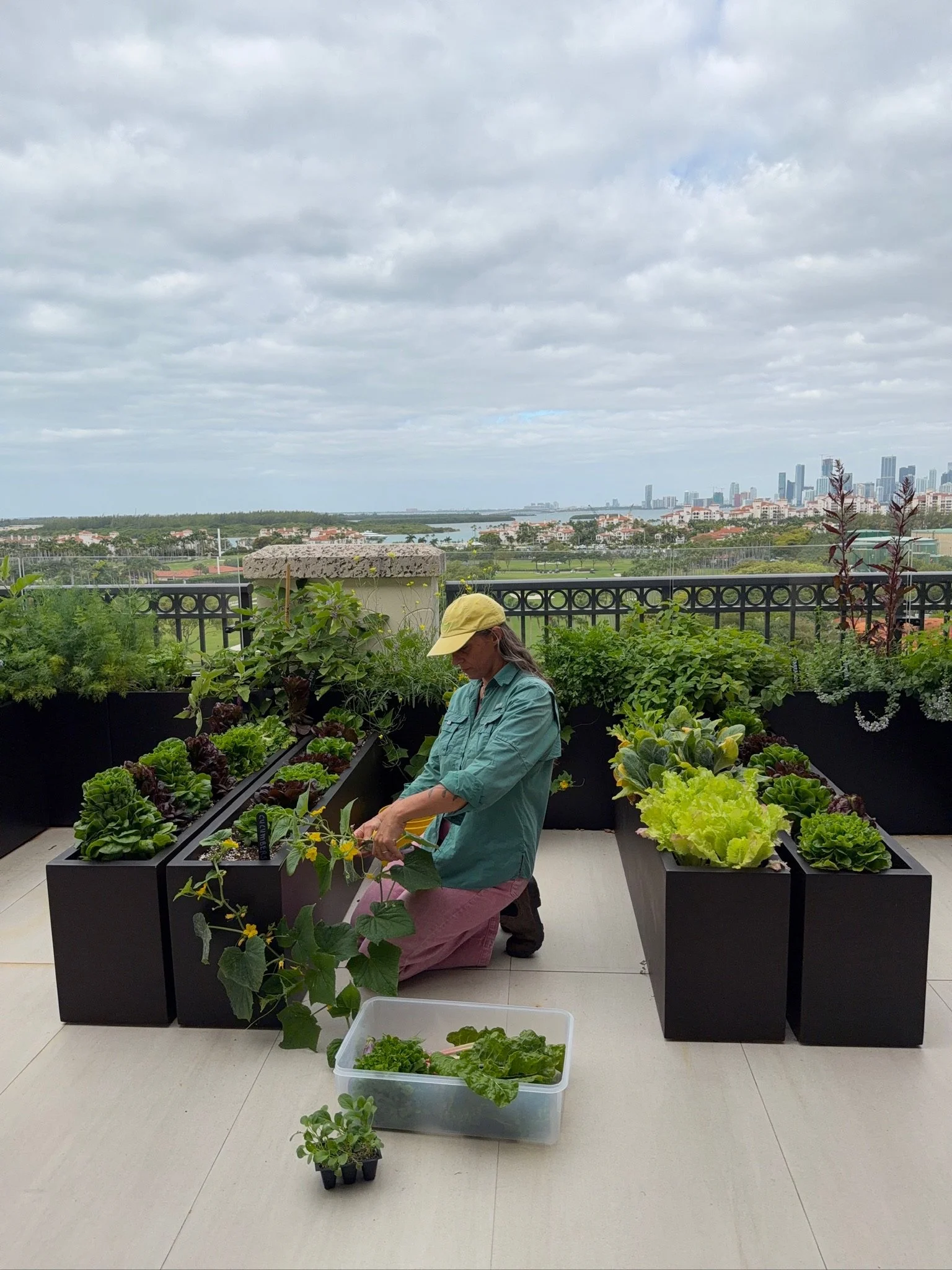 Gardener pruning cucumber plants among black fiberglass planters during a maintenance visit to the Fisher Island rooftop garden