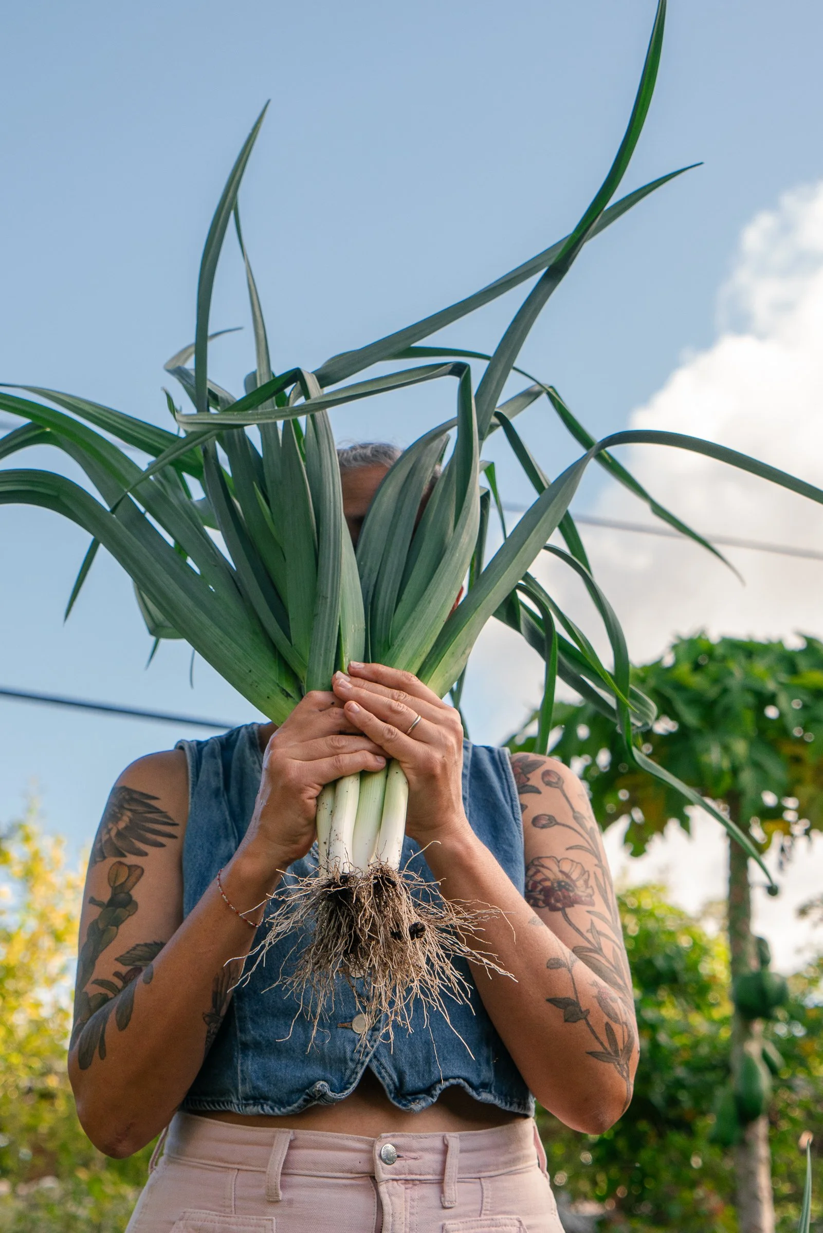 garden-design-kitchen-garden-miami-vegetable-bed-leek-harvest.jpg