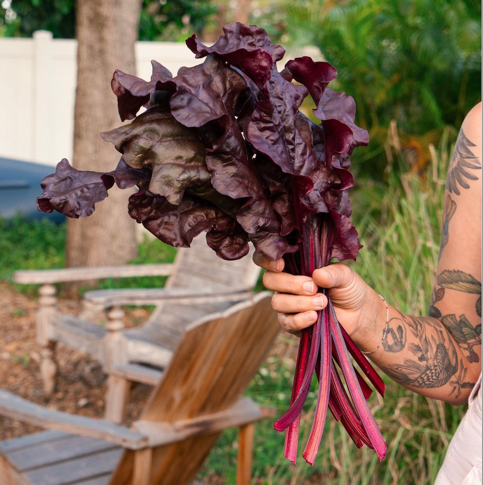 Firebird Chard