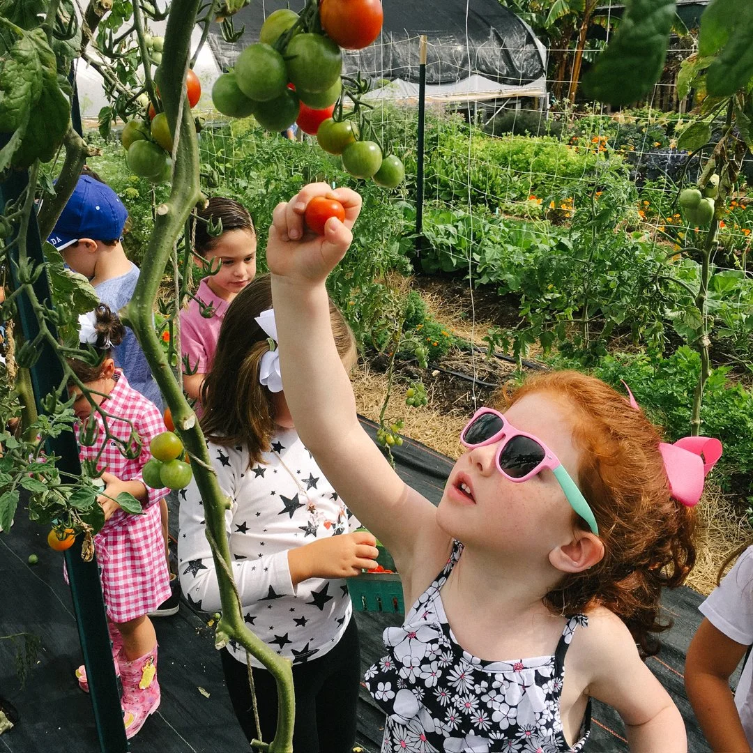vegetable gardening with kids miami.jpg