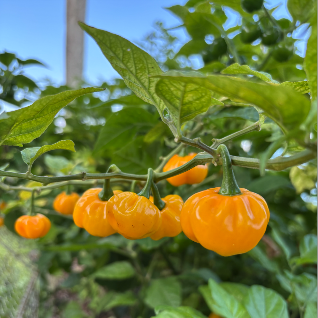 Scotch Bonnet Pepper