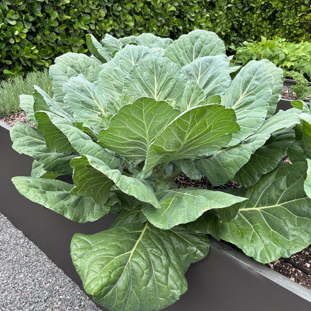 Flash Collard Greens