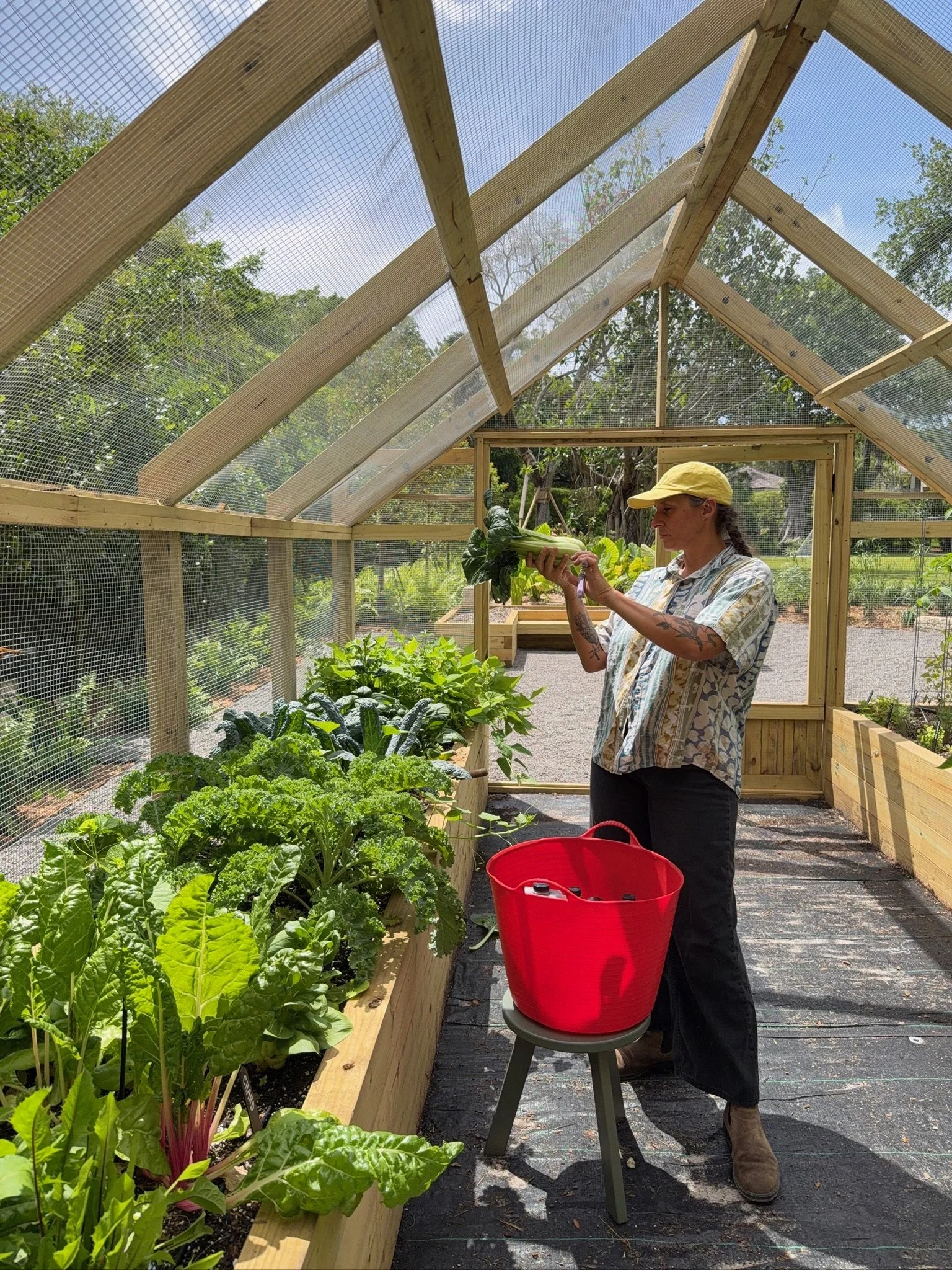 Gardener harvesting leafy greens inside the enclosed kitchen garden, beside raised beds of Swiss chard and kale