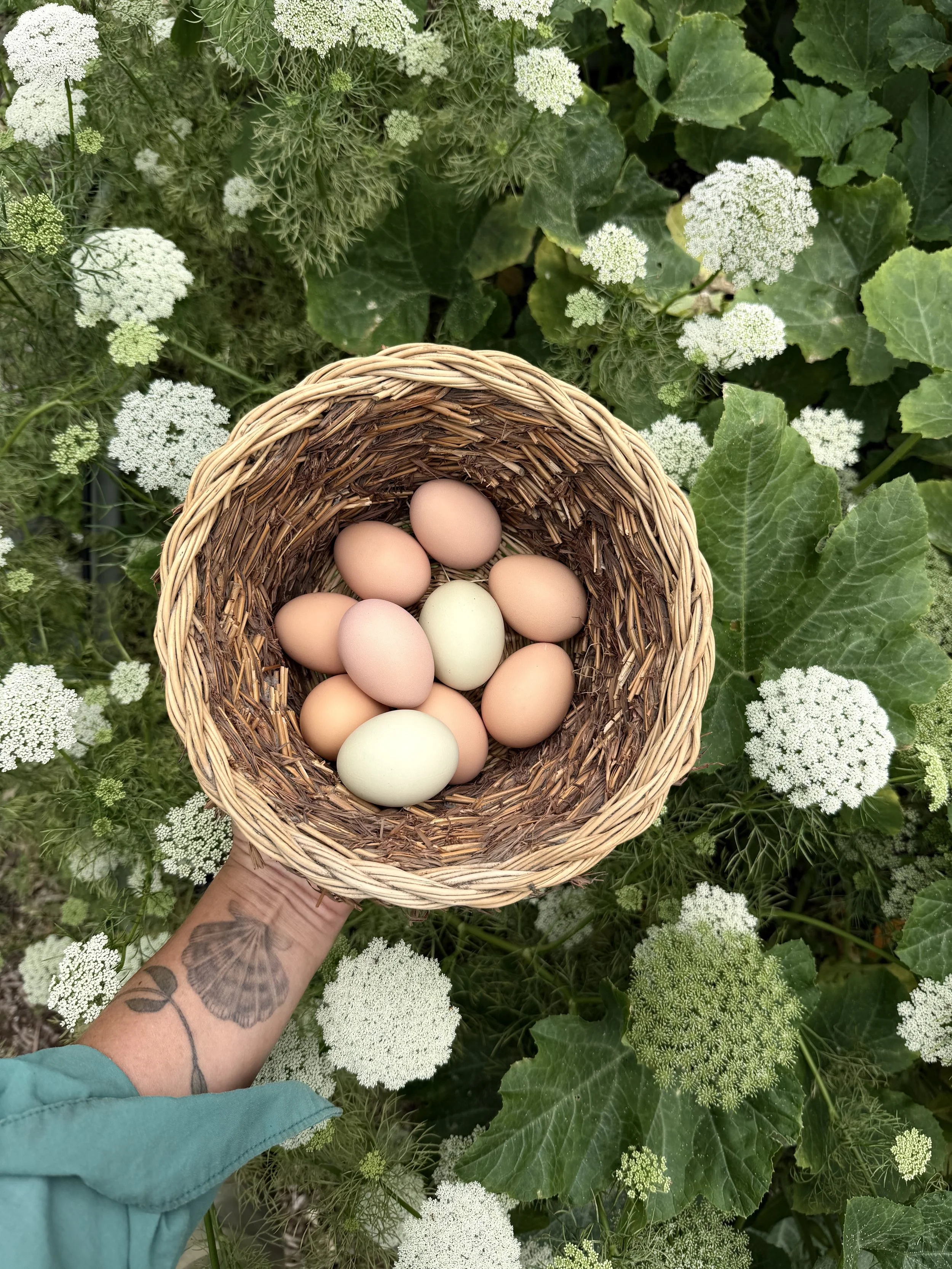 garden-design-kitchen-garden-miami-chicken-coop-egg-harvest.jpg