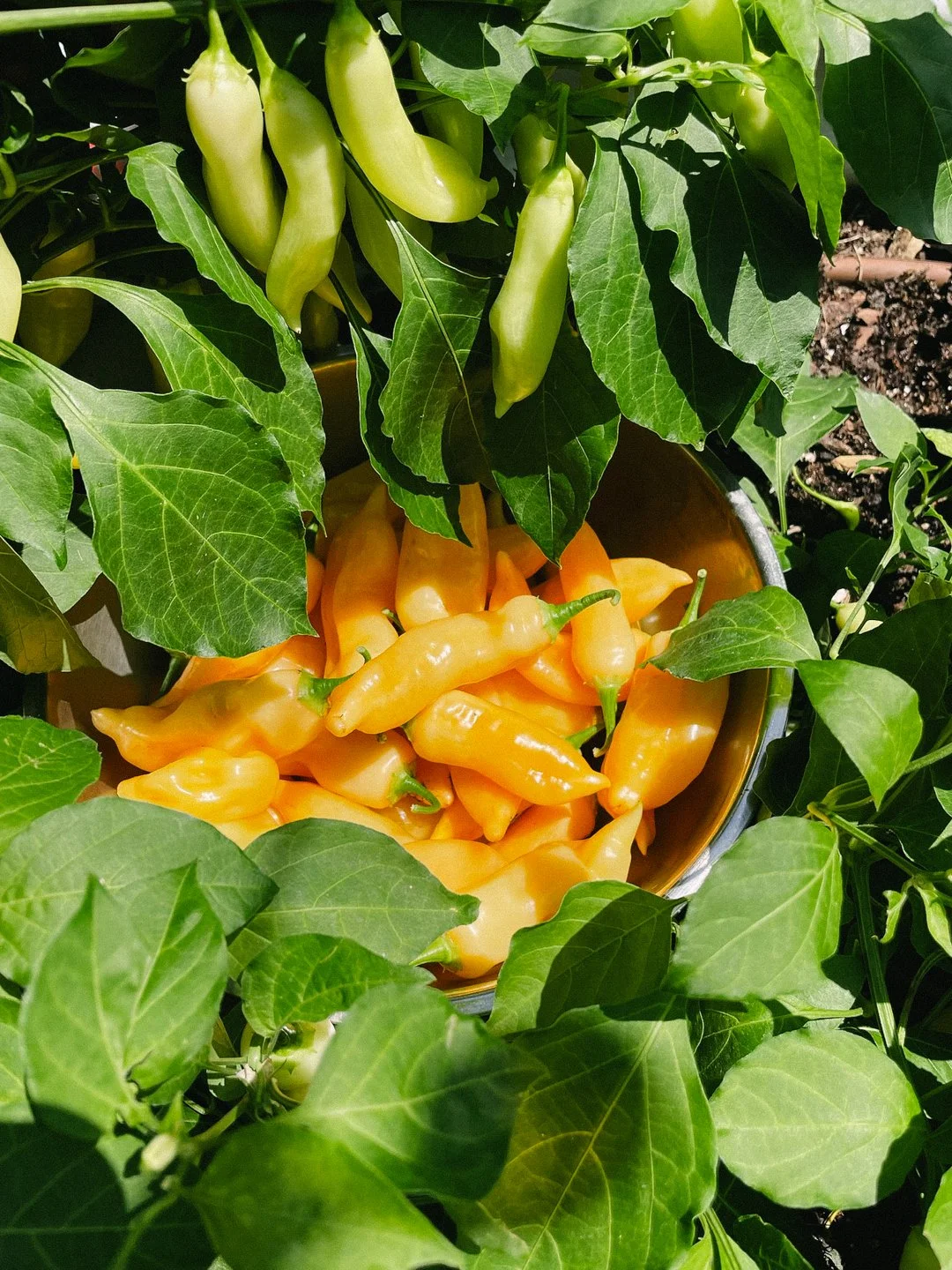 sugar rush pepper plant miami.jpg