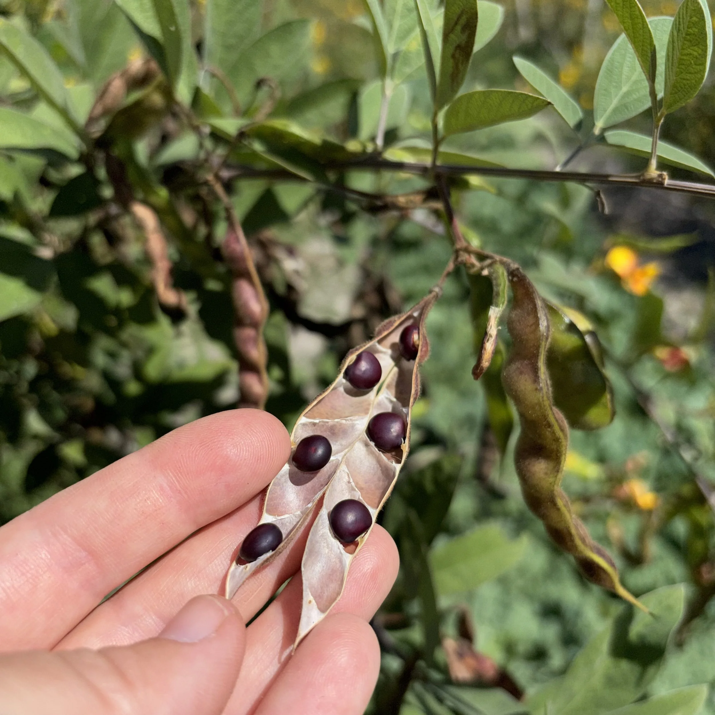 Pigeon Pea