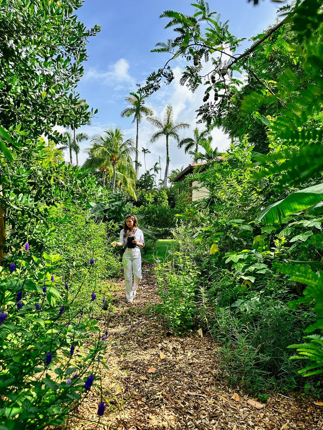 landscape design food forest fruit trees miami.jpg