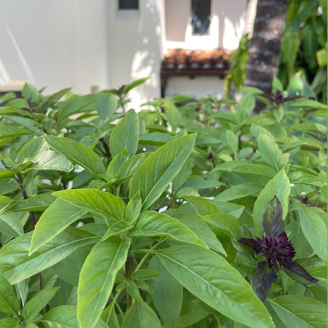 Thai Basil 
