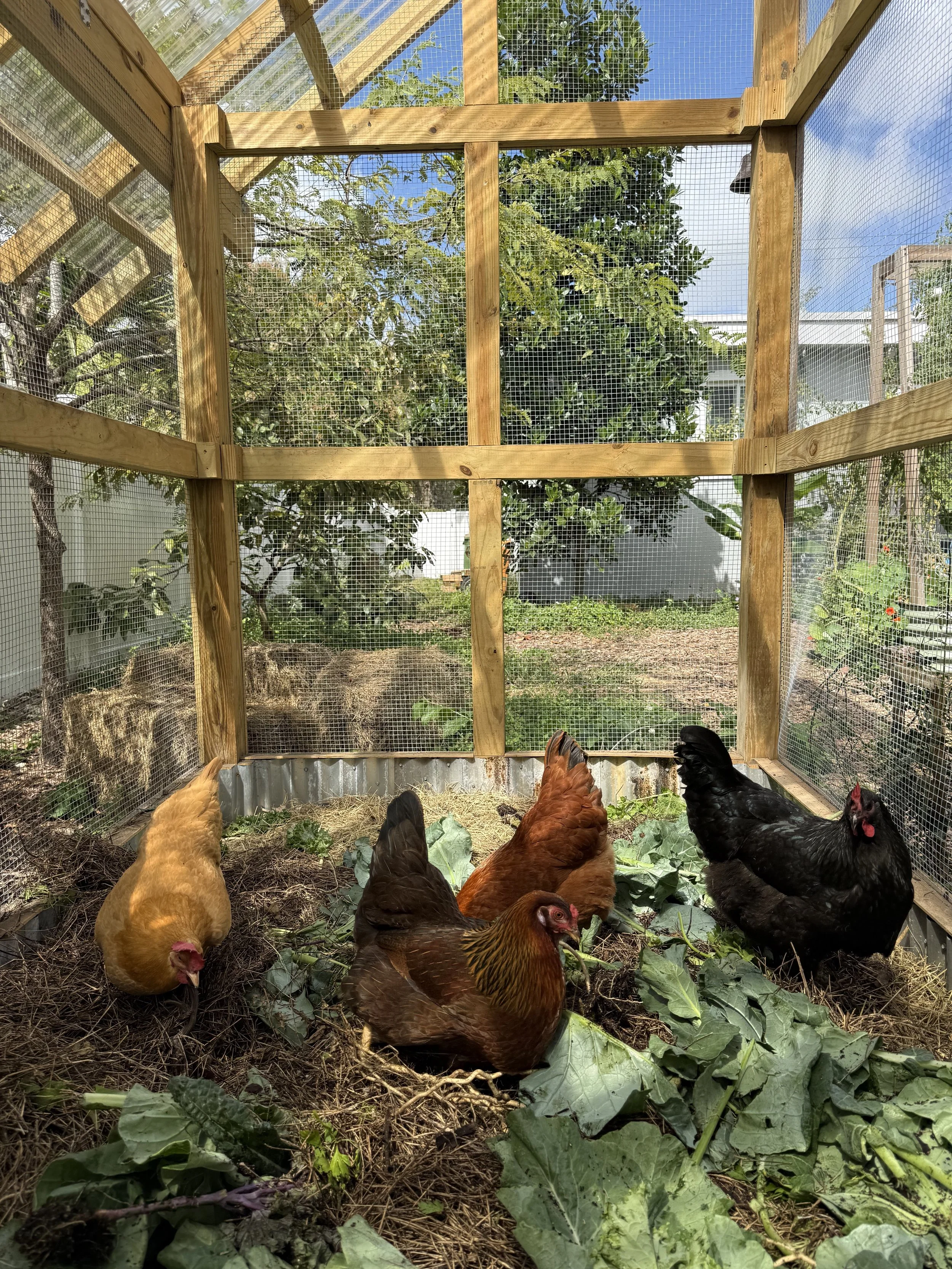 garden-design-kitchen-garden-miami-chicken-coop-chickens.jpg