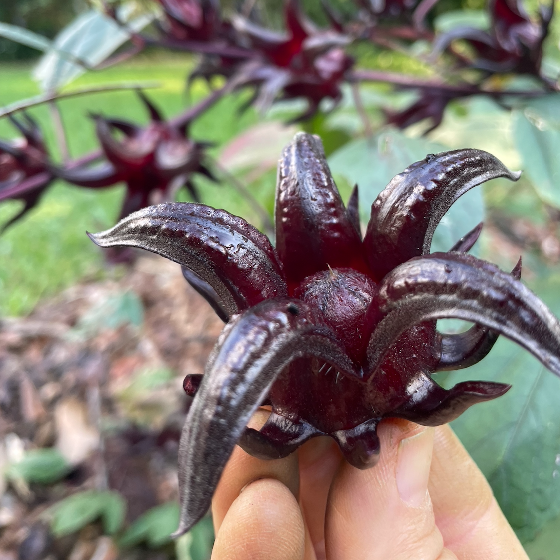 Black Roselle
