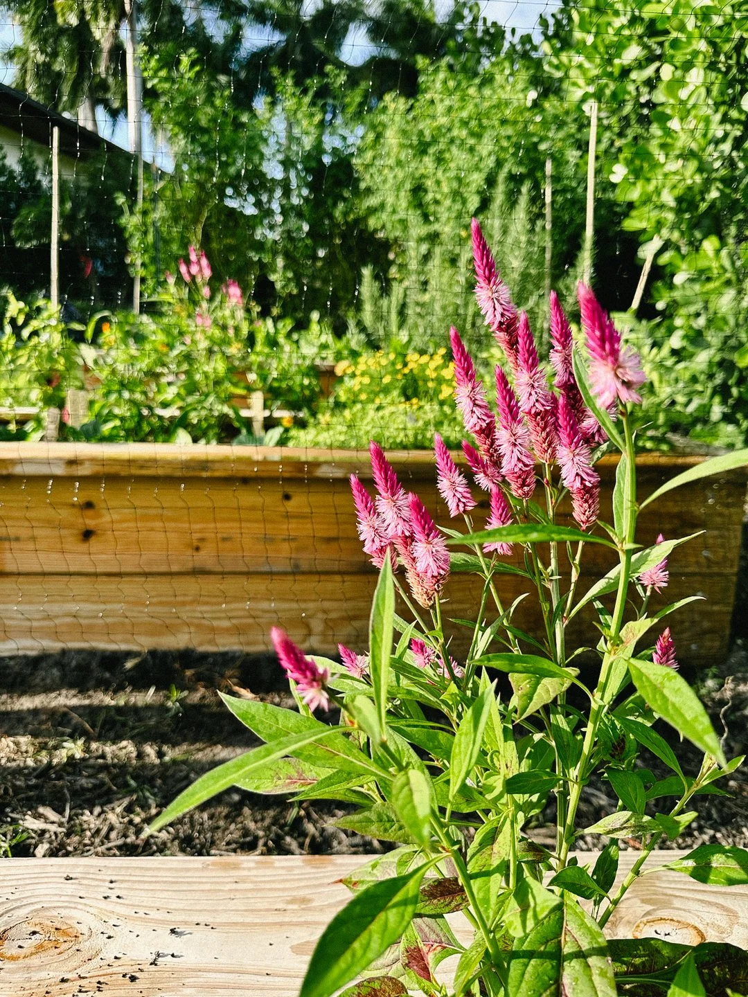 flowers in the vegetable garden miami.jpg