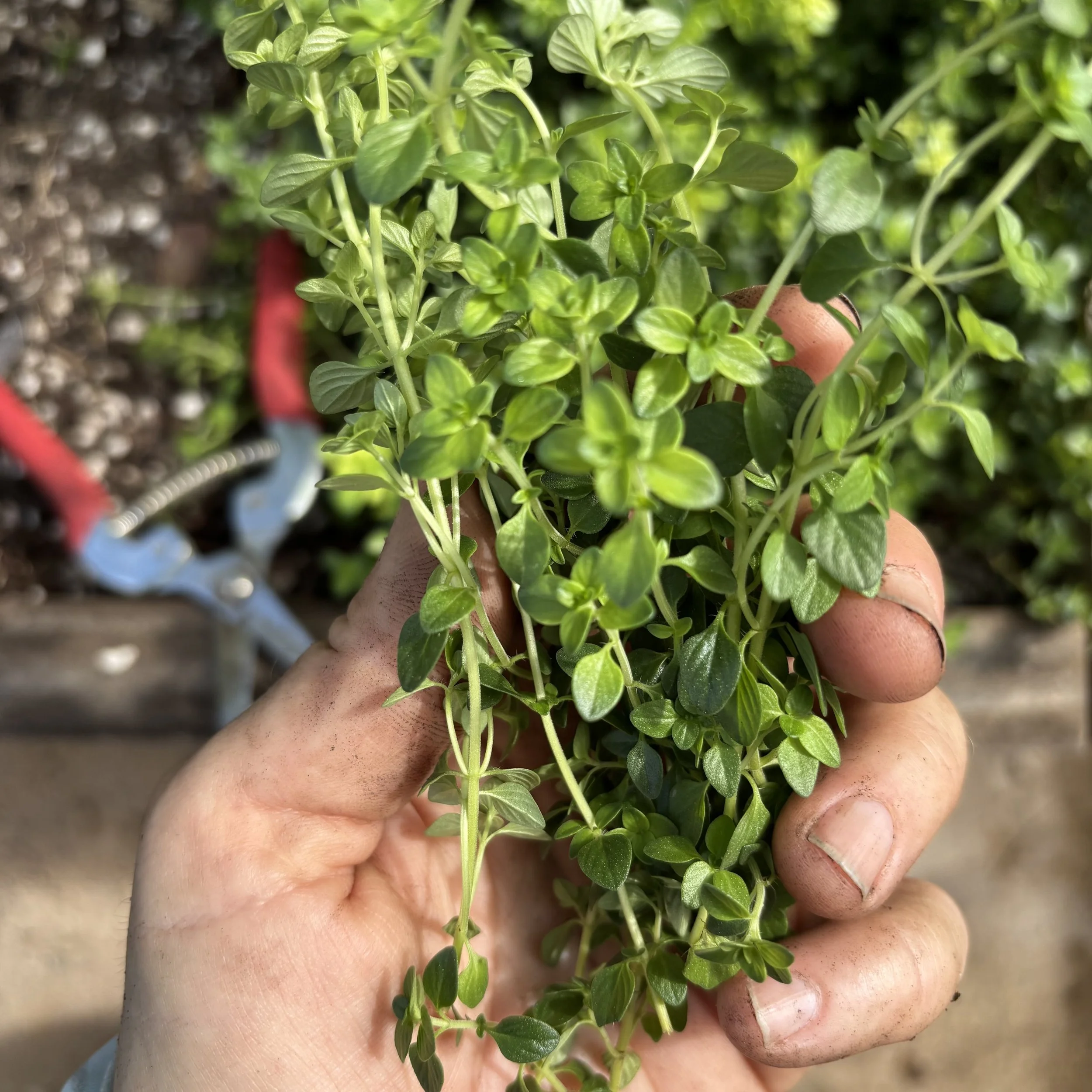 Creeping English Thyme