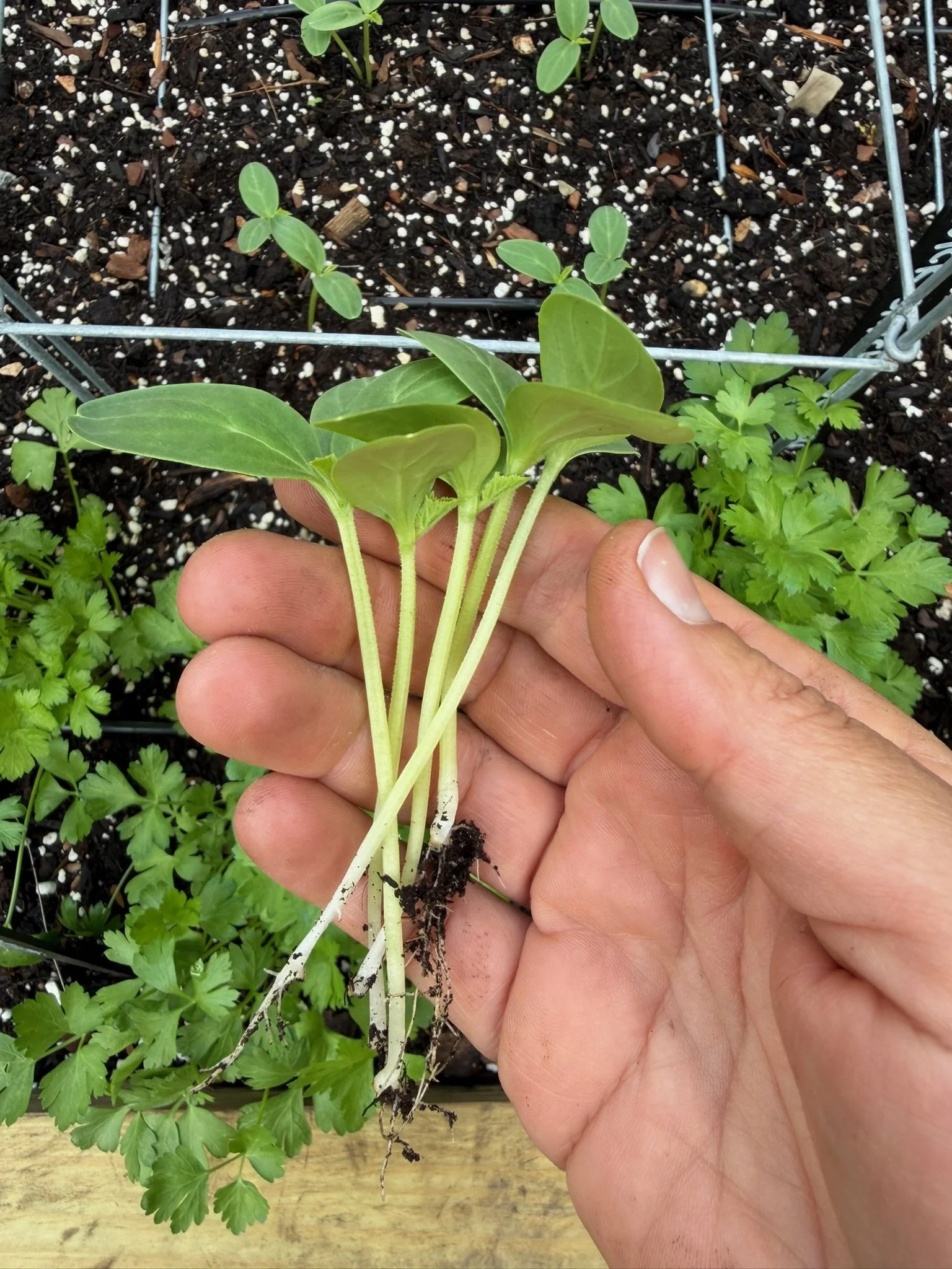 Hand holding young seedlings ready to transplant into the organic kitchen garden in Pinecrest