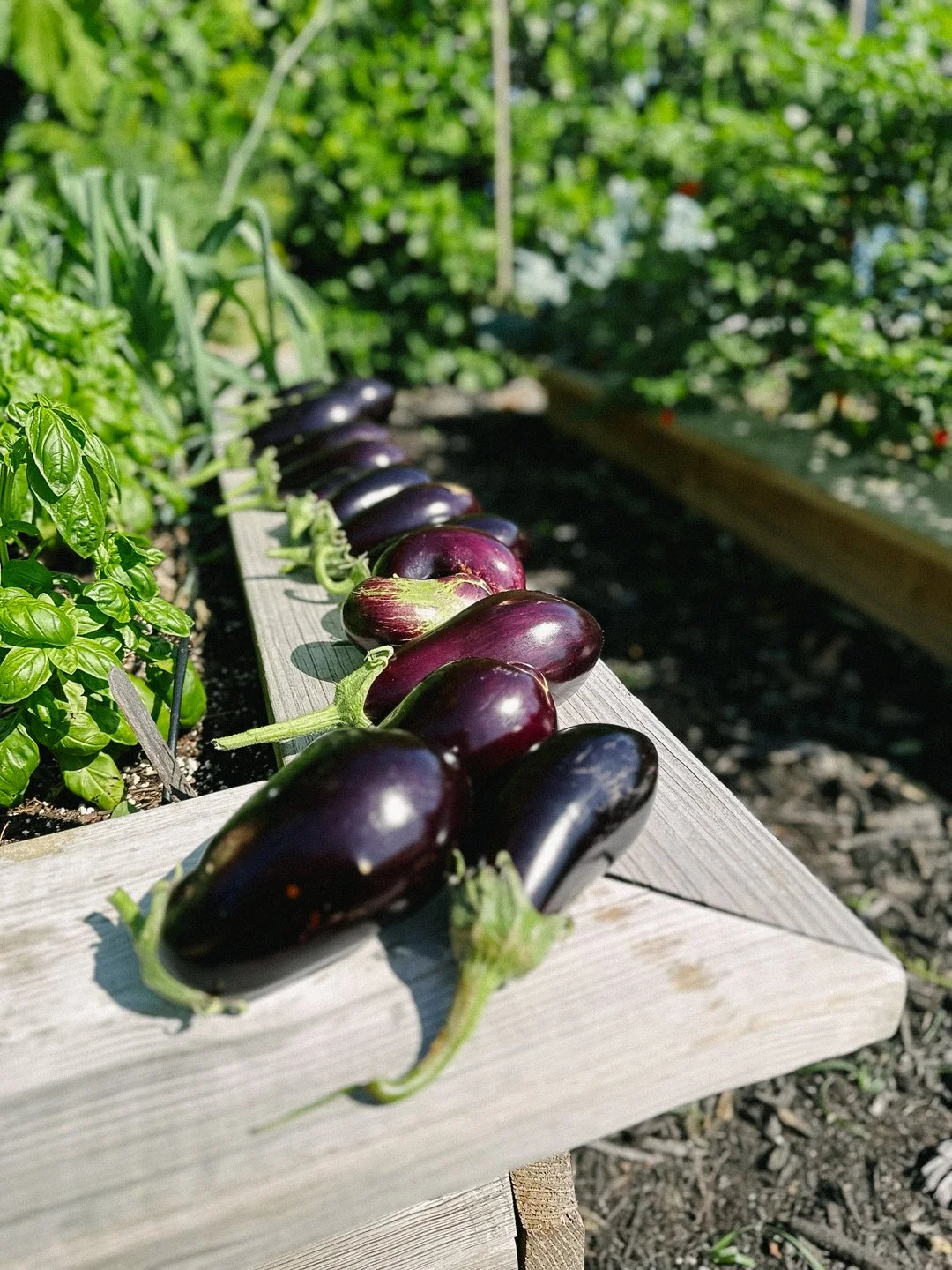 south florida zone 10 eggplant harvest.jpg