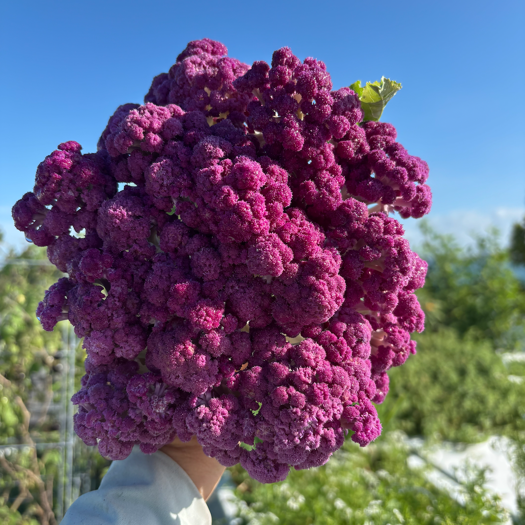 Purple Fioretto