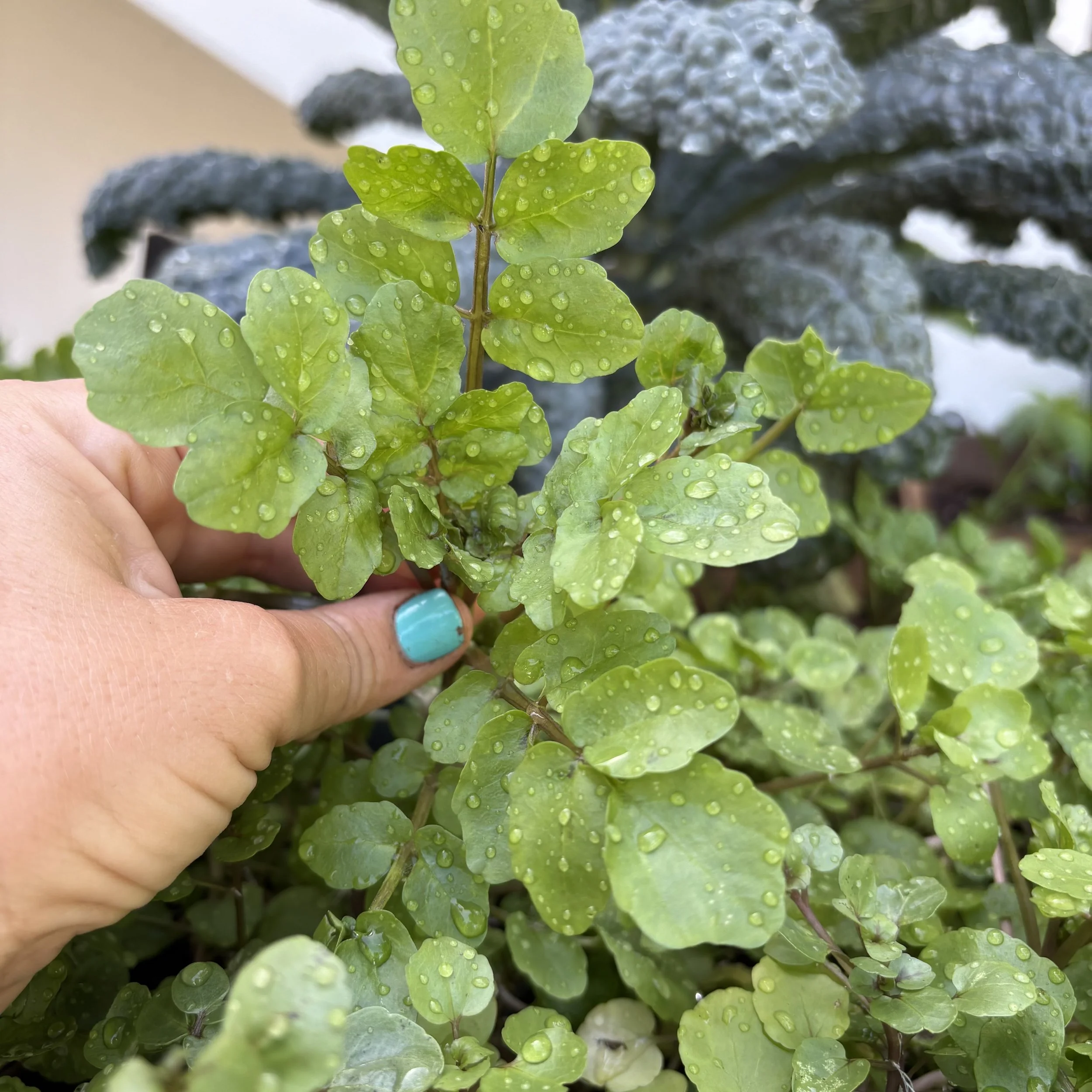 Watercress