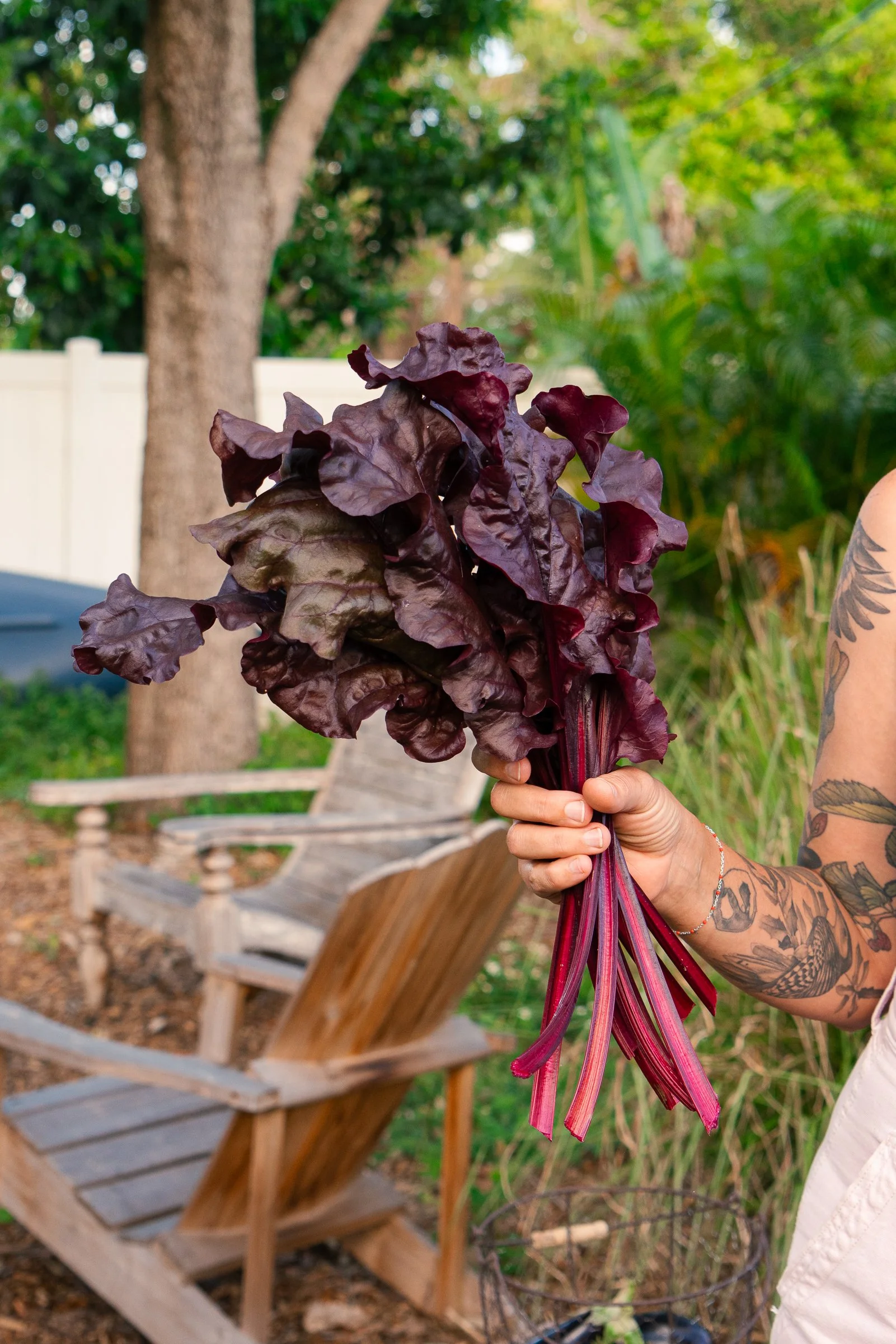garden-design-kitchen-garden-miami-back-yard-firebird-chard.jpg