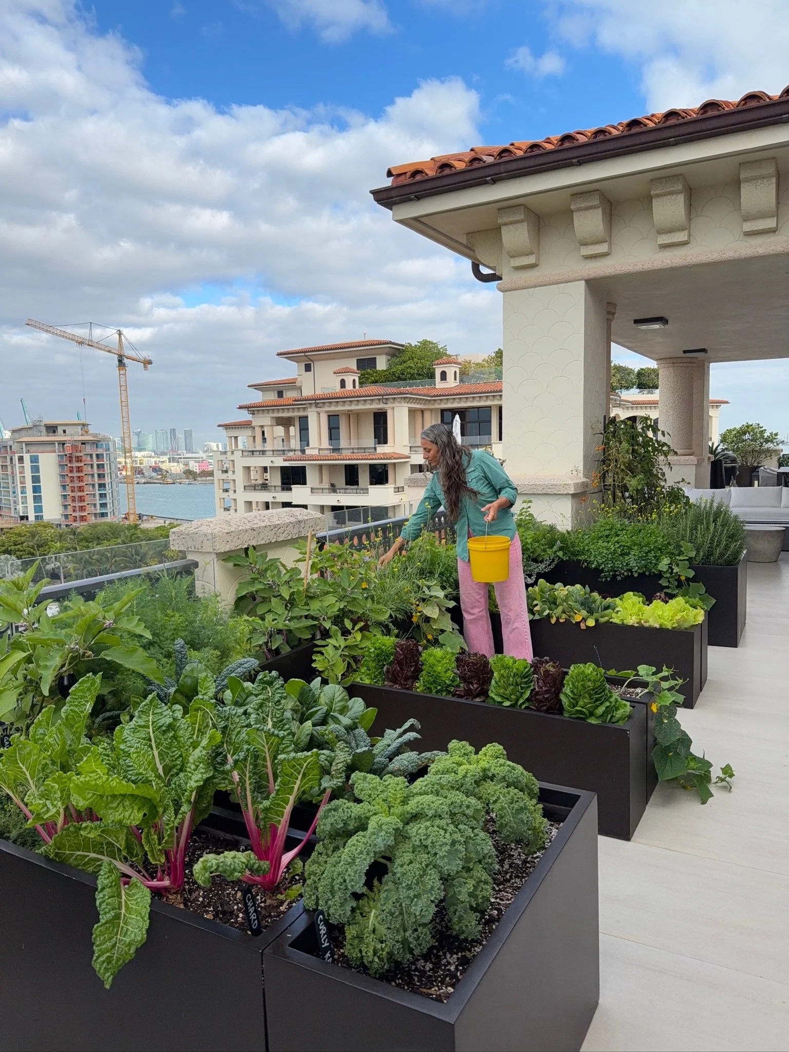 Gardener applying organic fertilizer to planters of rainbow chard, kale, and lettuce on the Fisher Island rooftop