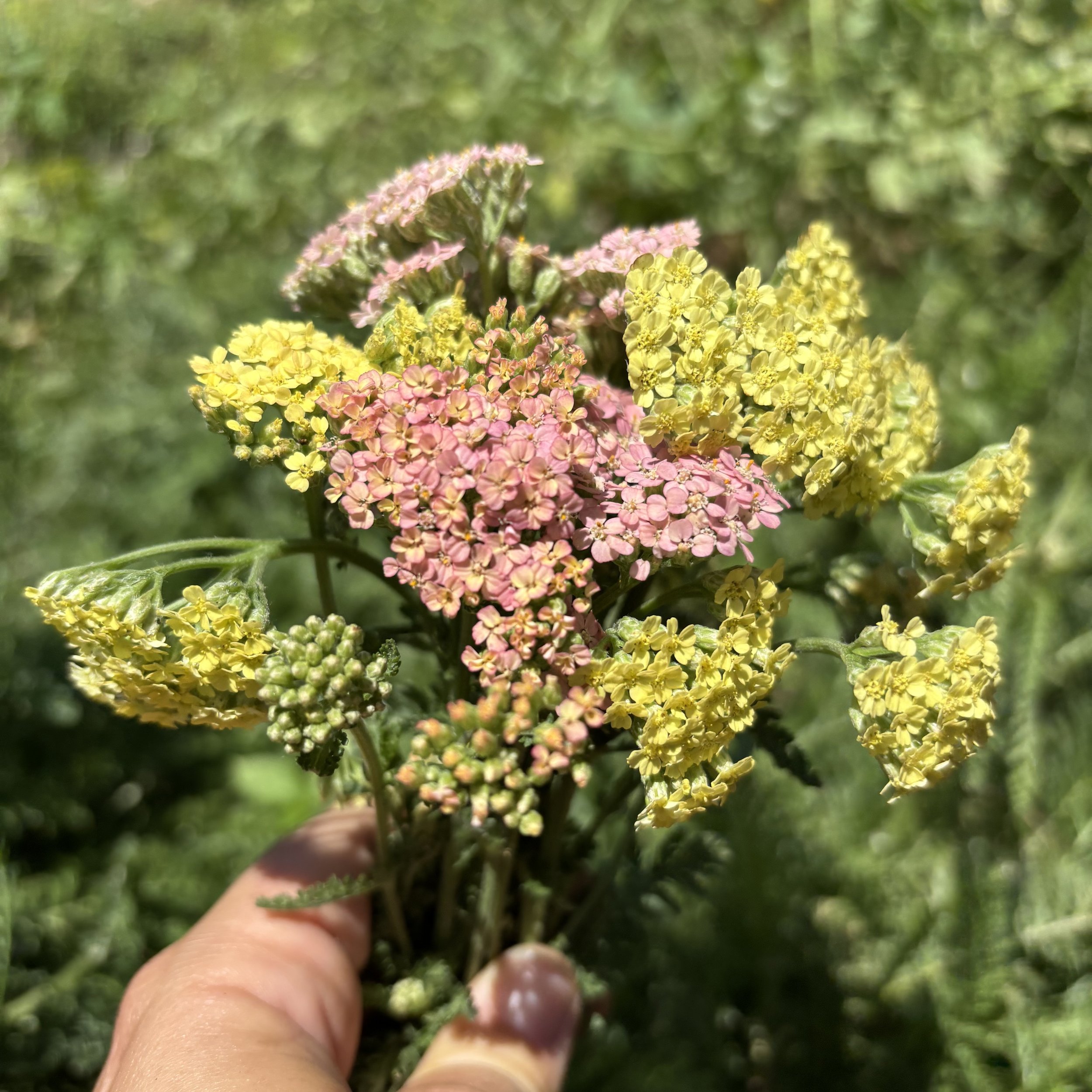 Colorful Yarrow