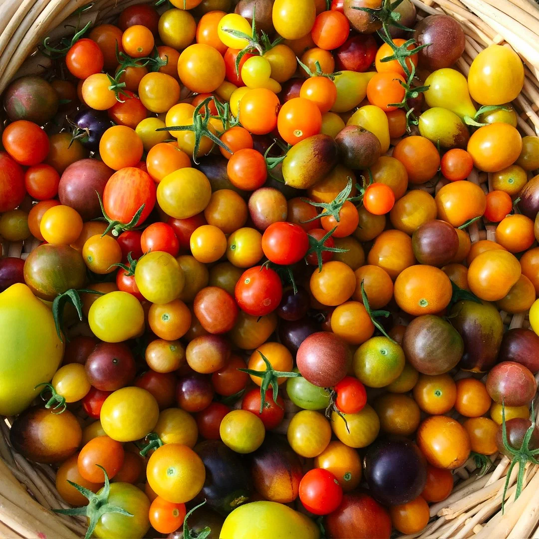 grow your own tomatoes backyard miami.jpg