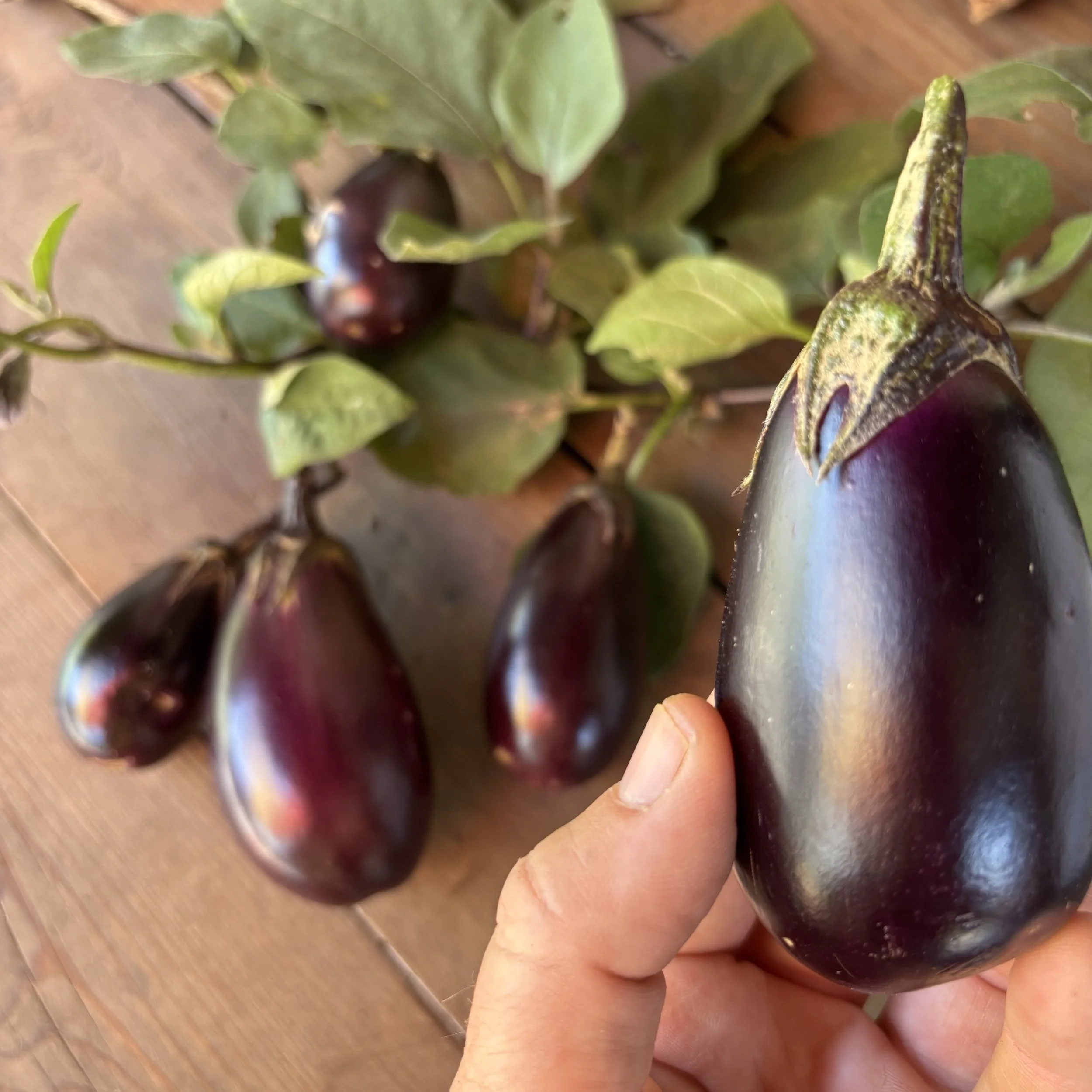 Patio Baby Eggplant