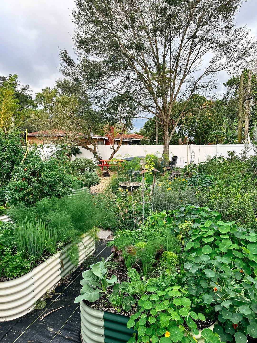 vego raised beds large backyard edible garden north miami.jpg