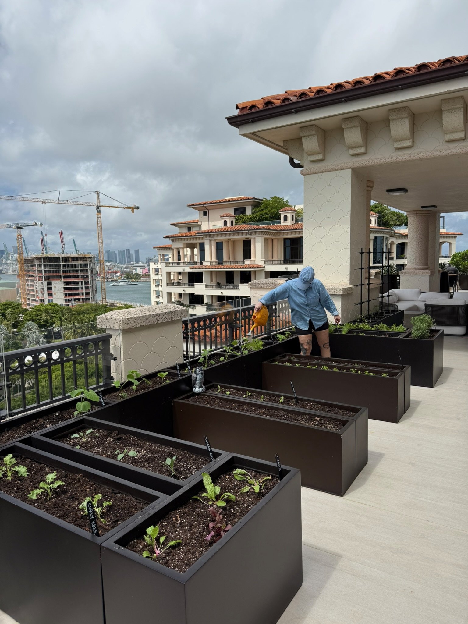 Gardener planting young seedlings in self-watering fiberglass planters to start a new season in the Fisher Island rooftop garden