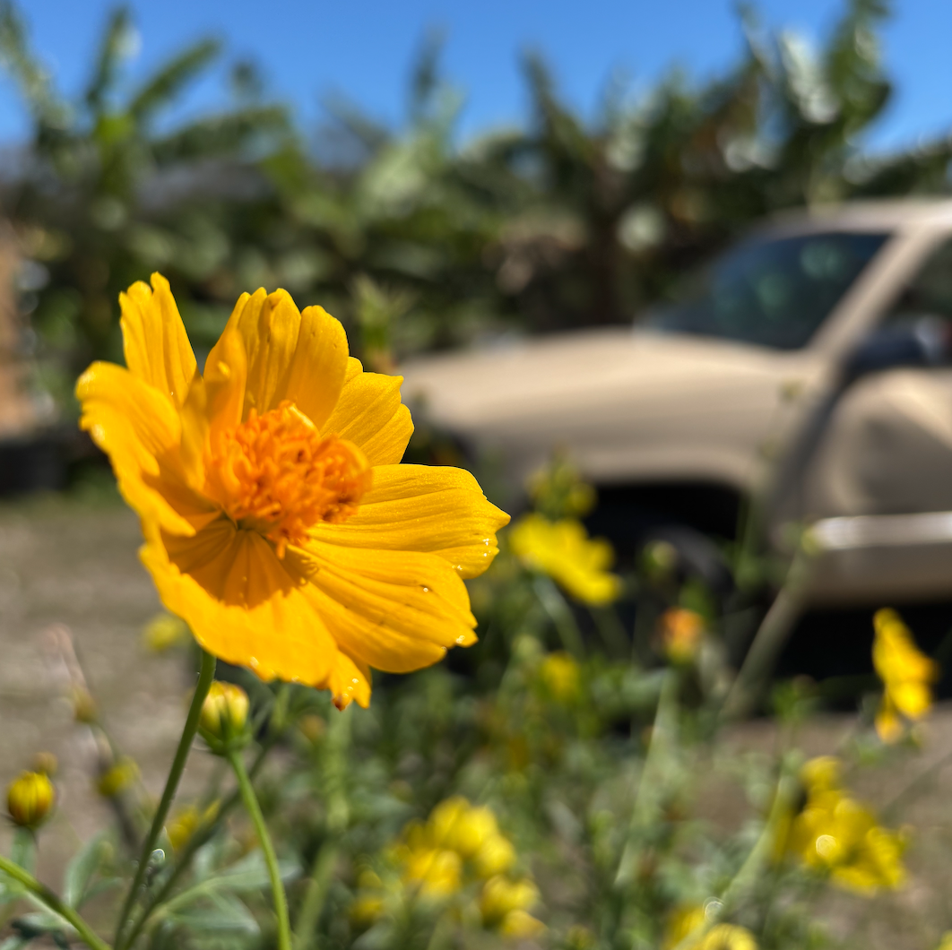 Gold Sulphur Cosmo