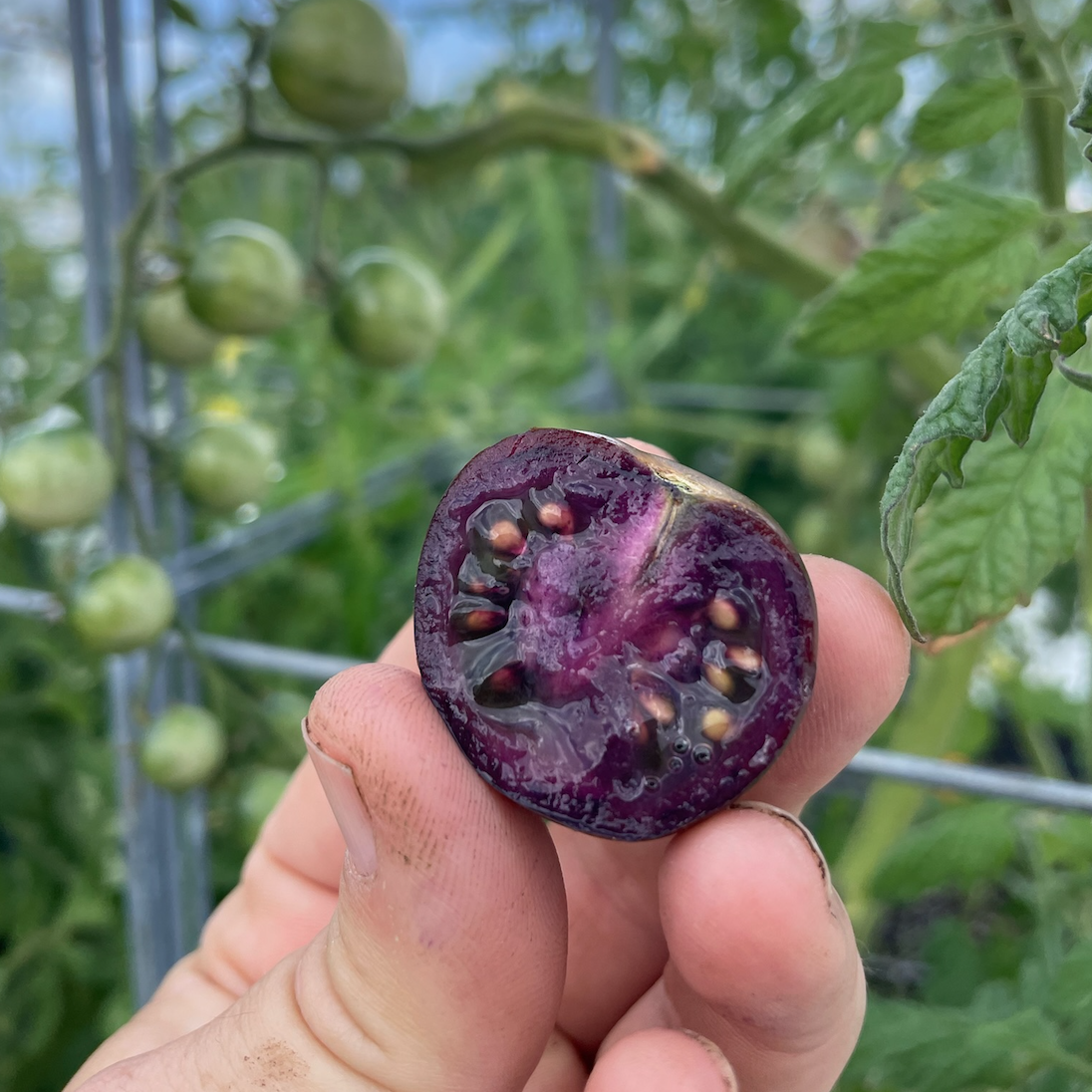 Screen Shot 2025-09-16 at 12.08.41 PM.png