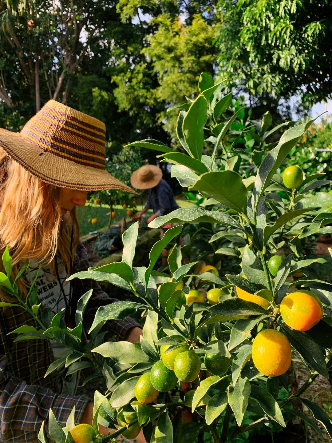 south beach residential citrus garden.jpg