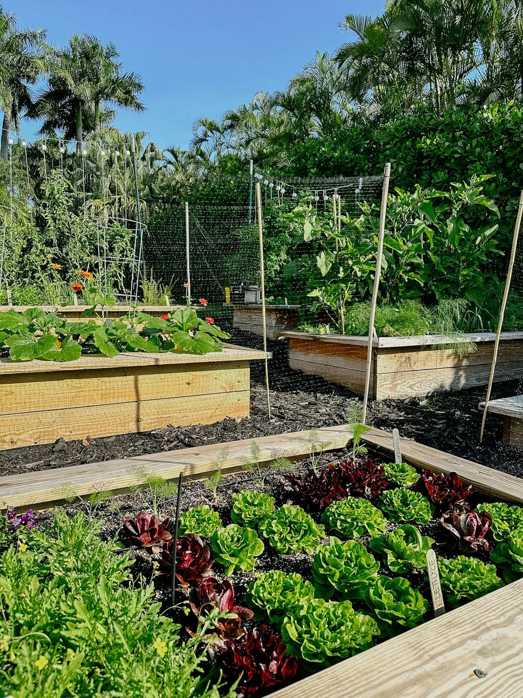 lettuce large kitchen garden coral gables miami.jpg