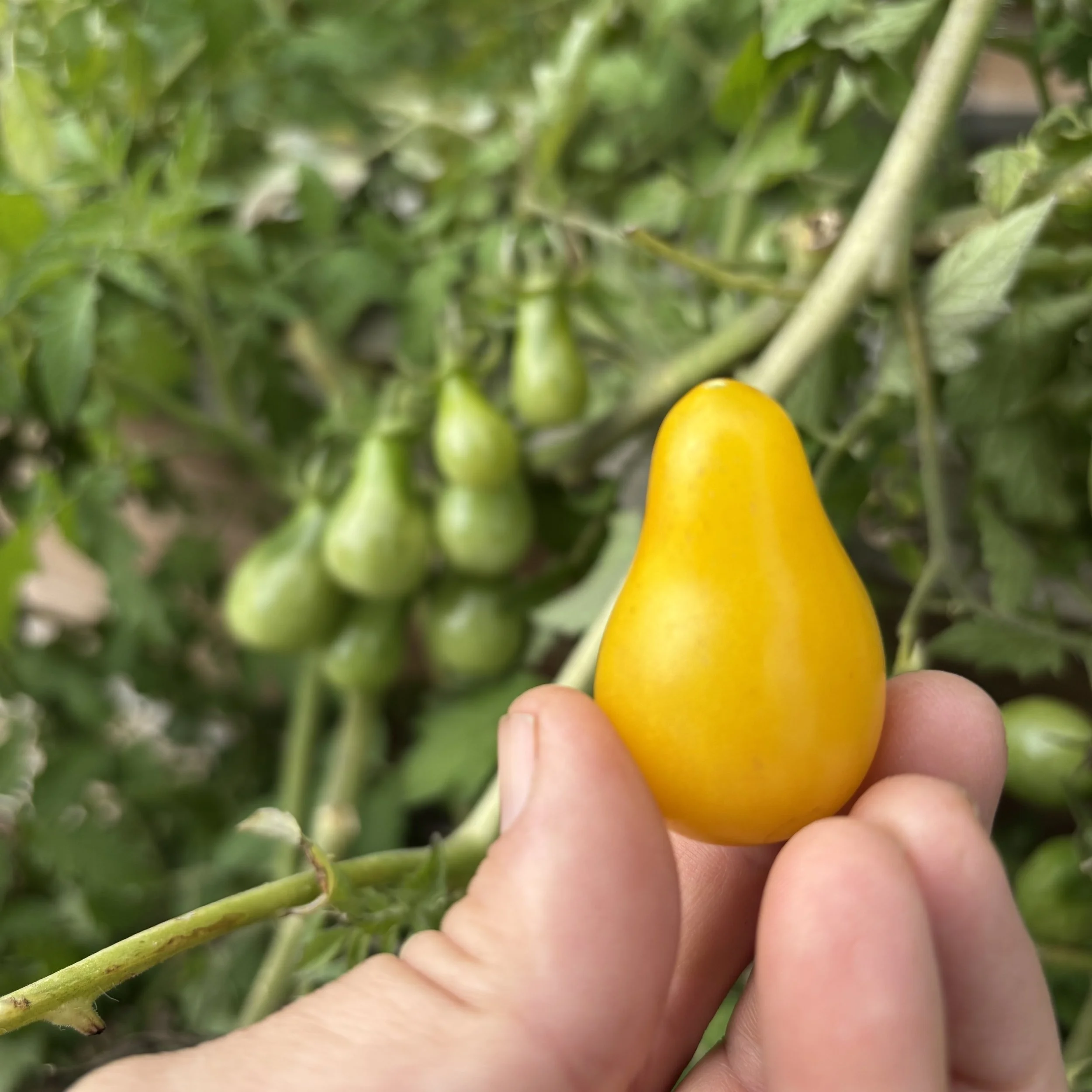 Yellow Pear Tomato