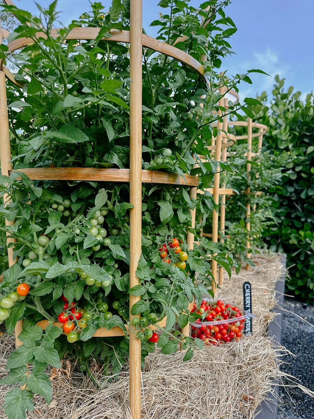 growing tomatoes in south florida garden installation.jpg