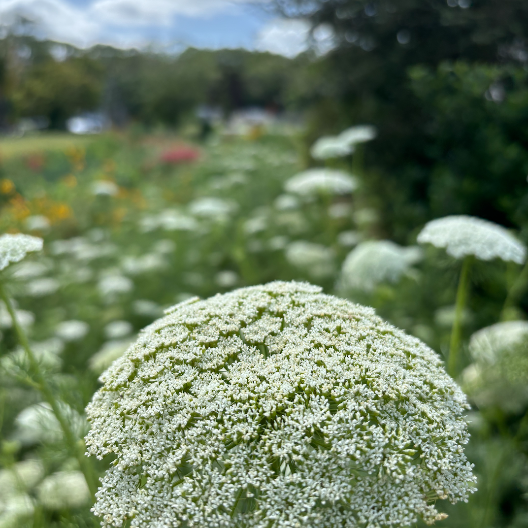 Green Mist Ammi
