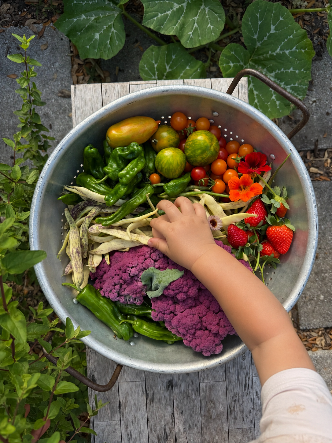garden-design-kitchen-garden-miami-vegetable-bed-colorful-harvest.png
