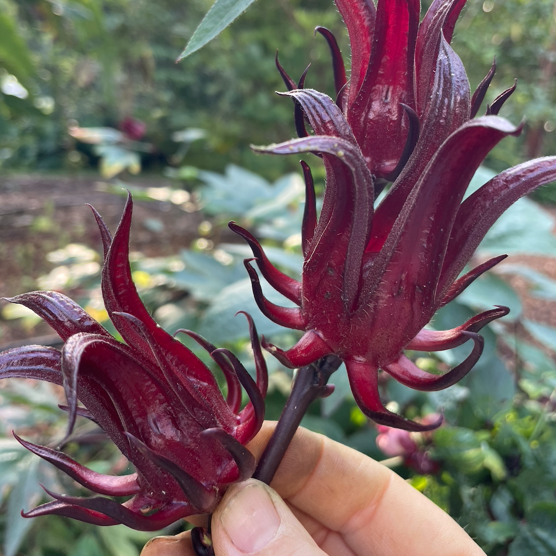 Towering Thai Roselle