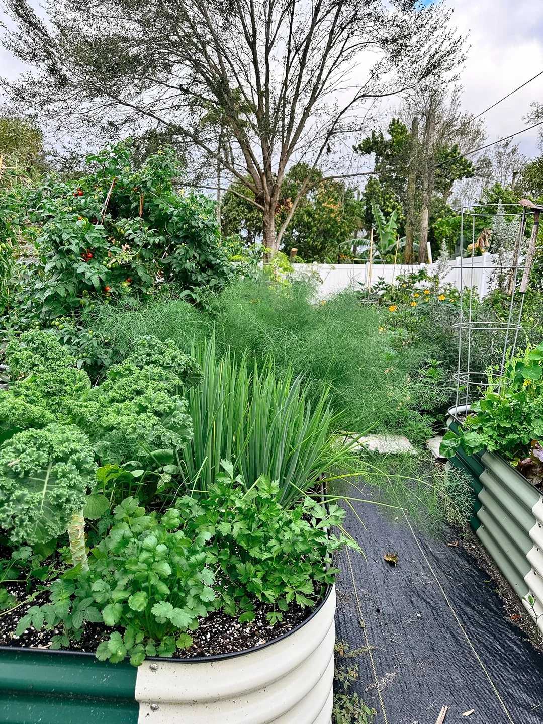 vego raised beds backyard garden miami.jpg
