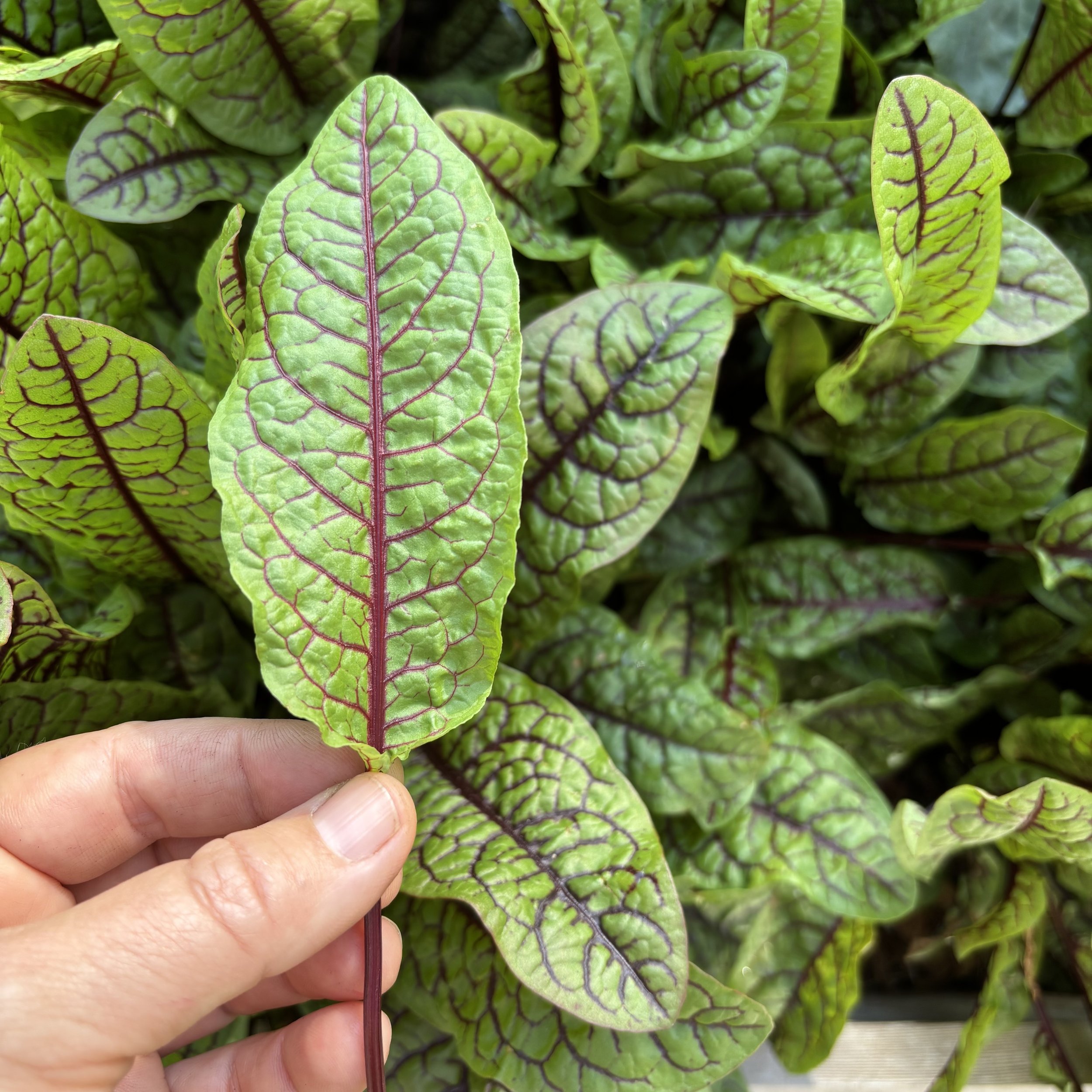 Red Veined Sorrel