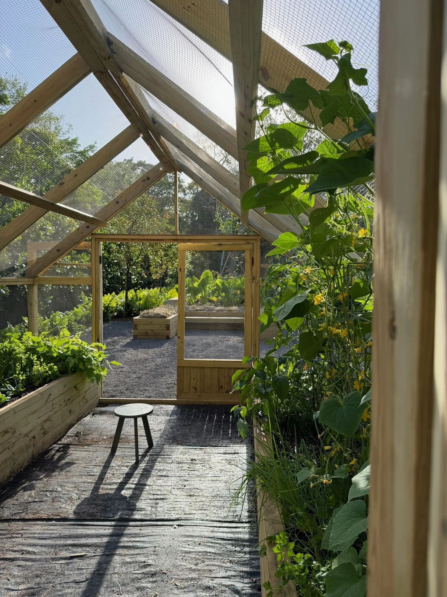 Morning light inside the enclosed kitchen garden, with climbing vines and raised beds along the screened walls