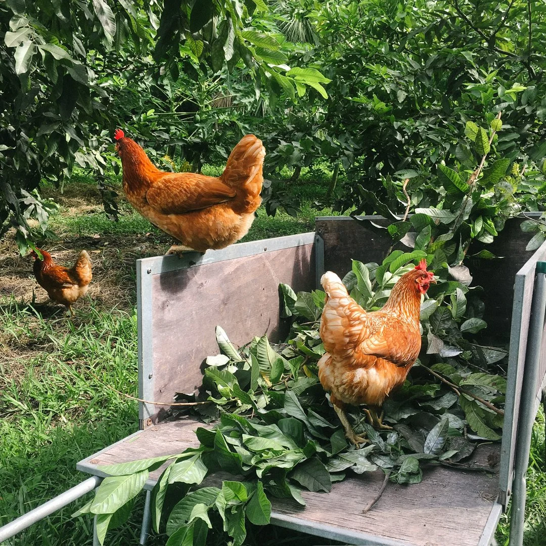 urban chickens little river cooperative north miami.jpg