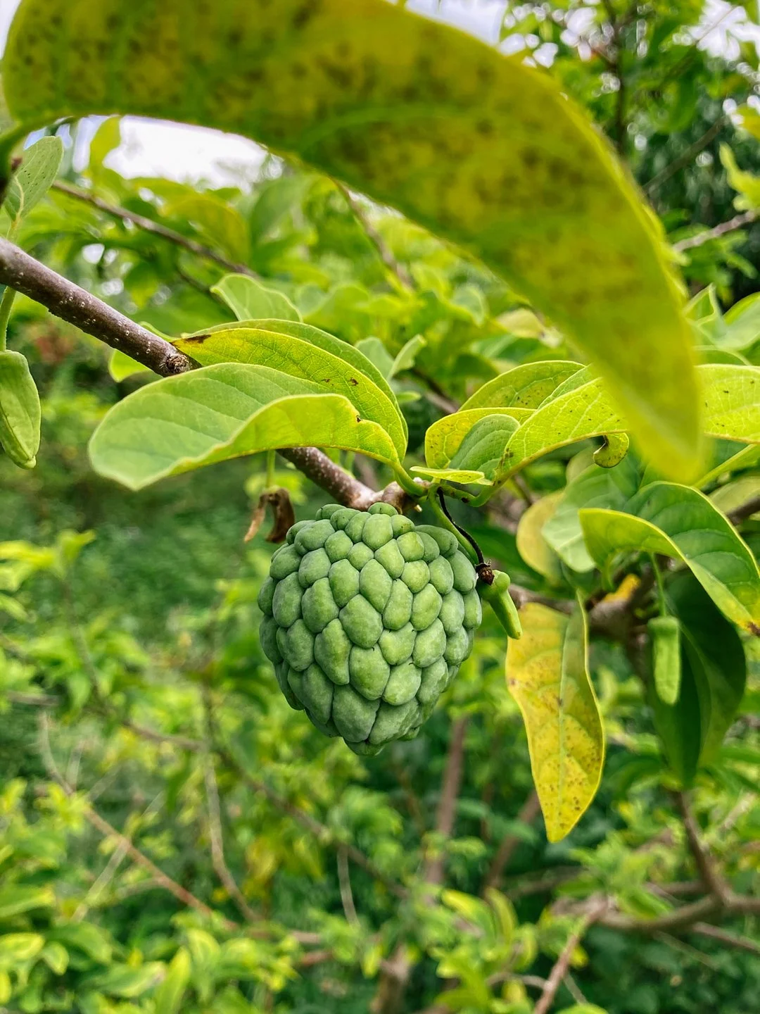 miami beach fruit garden sugar apple.jpg